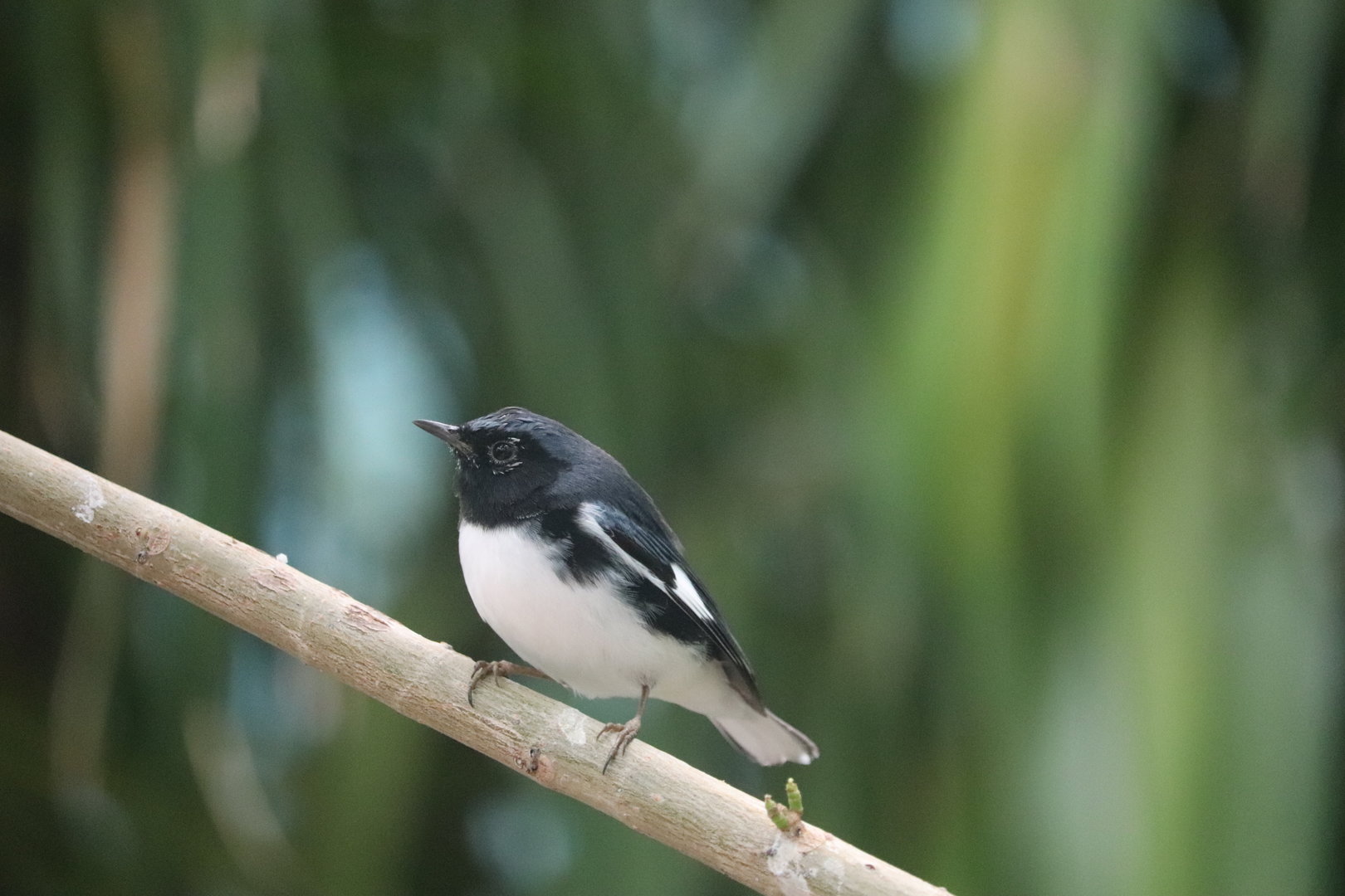 Bird House - Black-Throated Blue Warbler