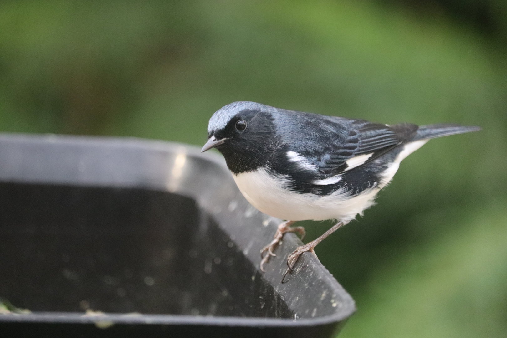 Bird House - Black-Throated Blue Warbler