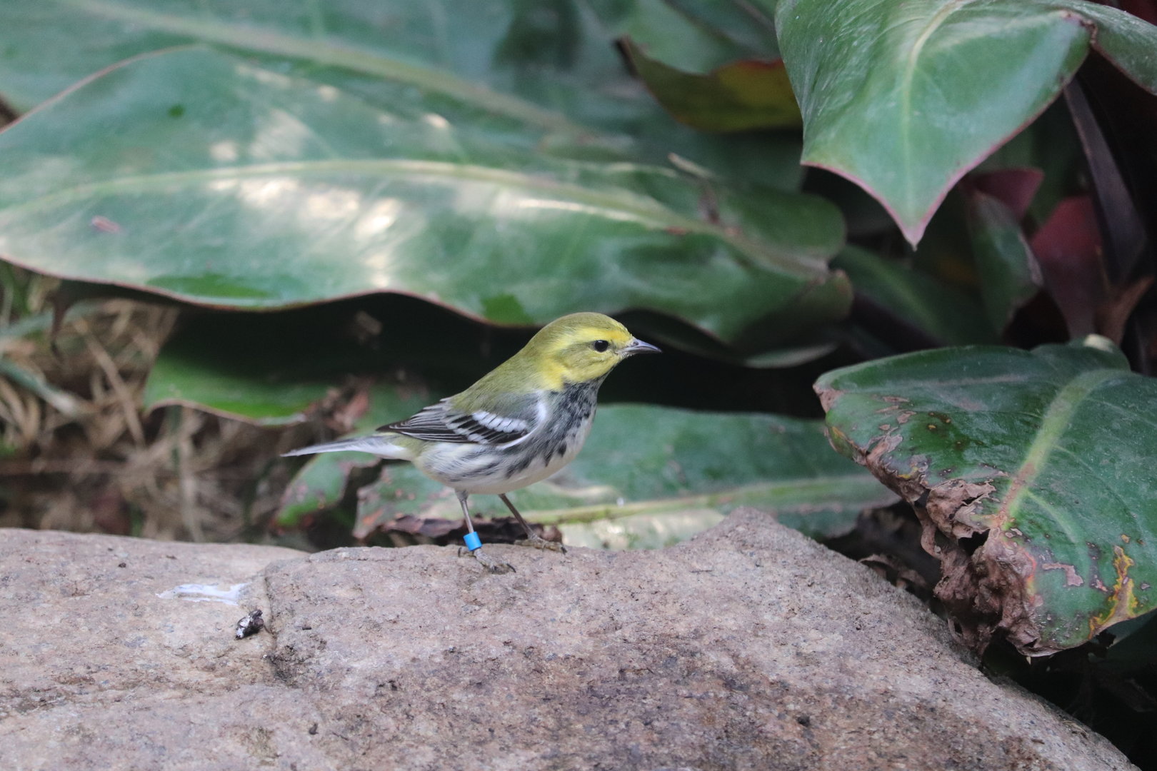 Bird House - Black-Throated Green Warbler