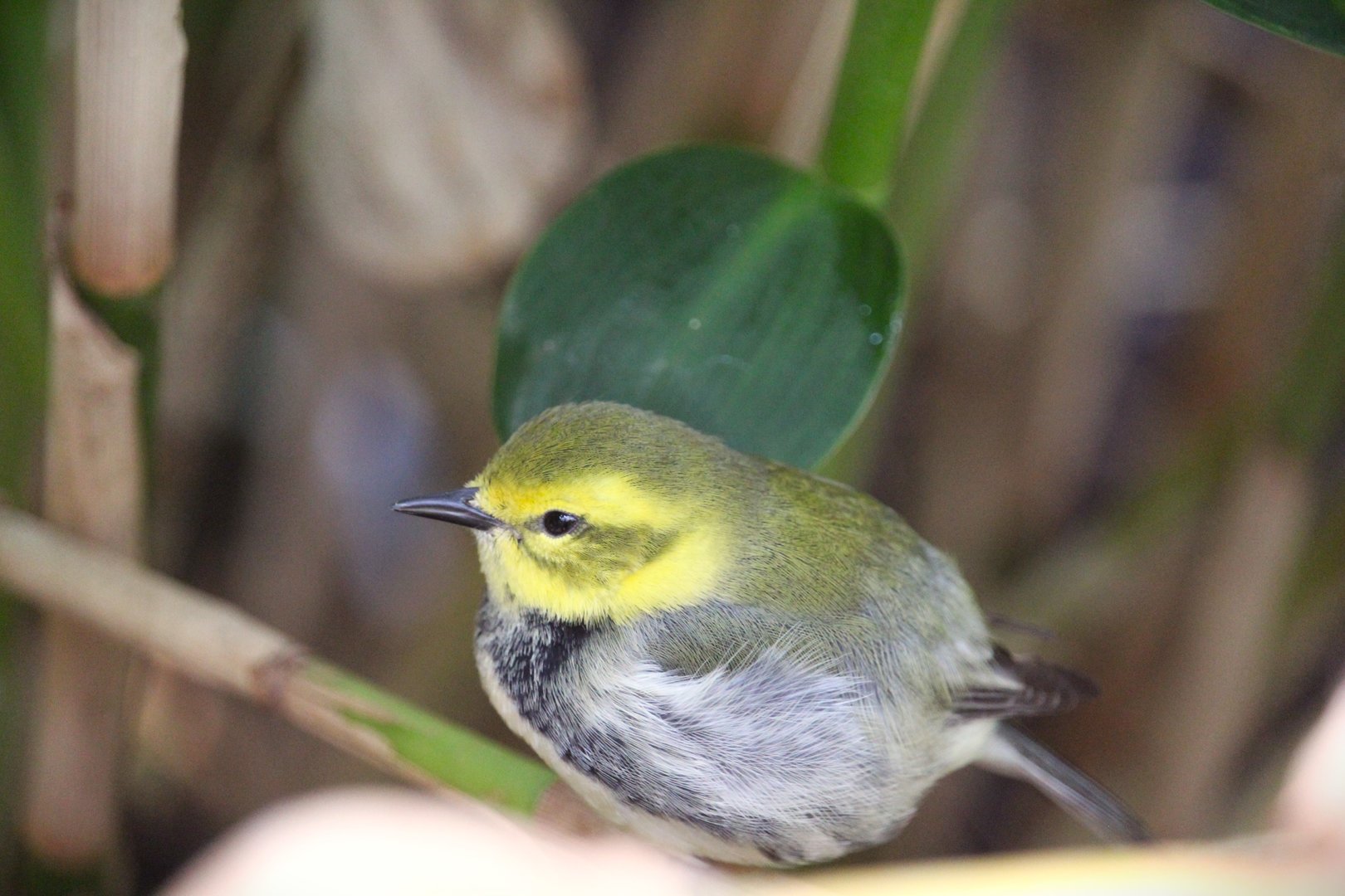 Bird House - Black-throated Green Warbler