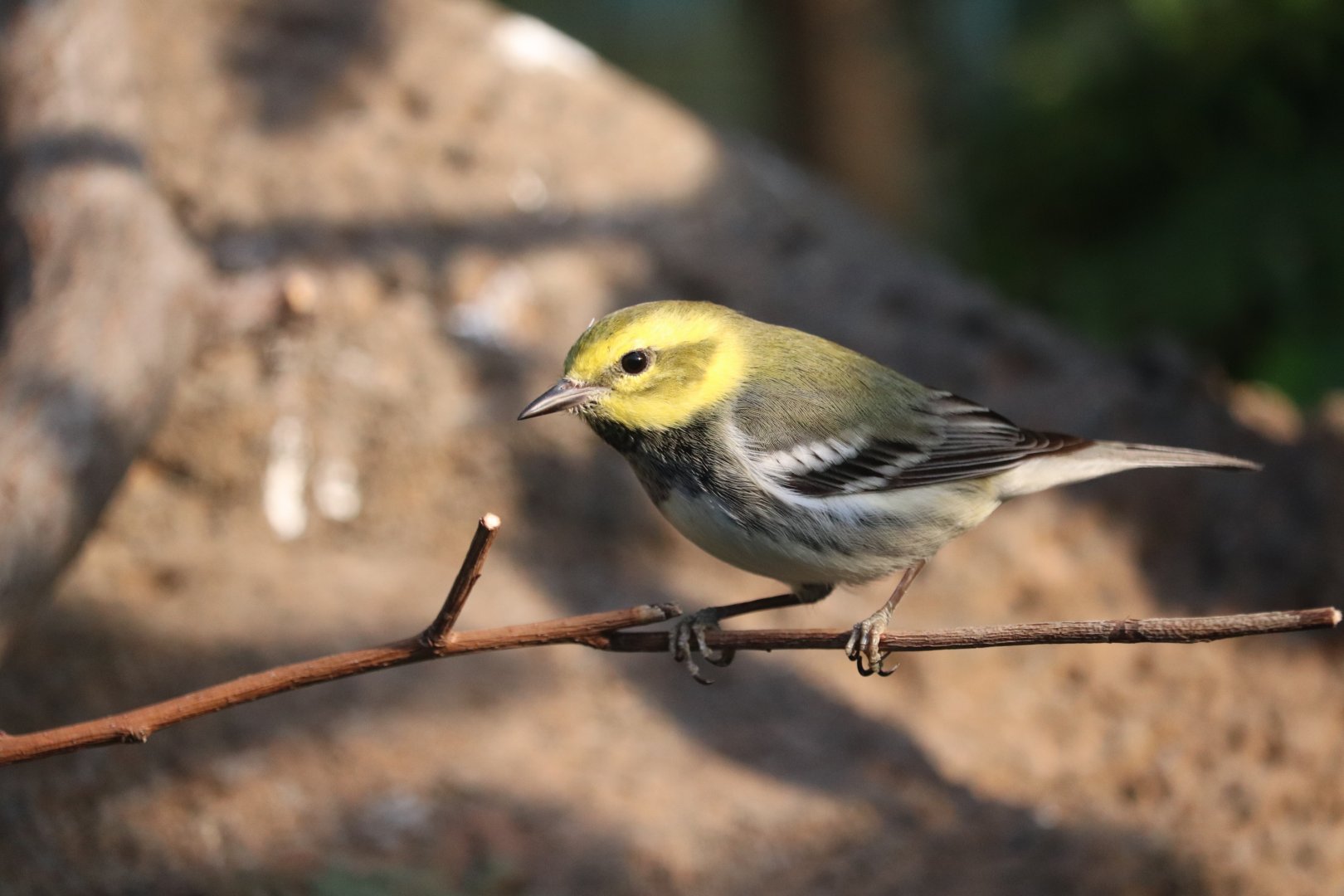 Bird House - Black-Throated Green Warbler