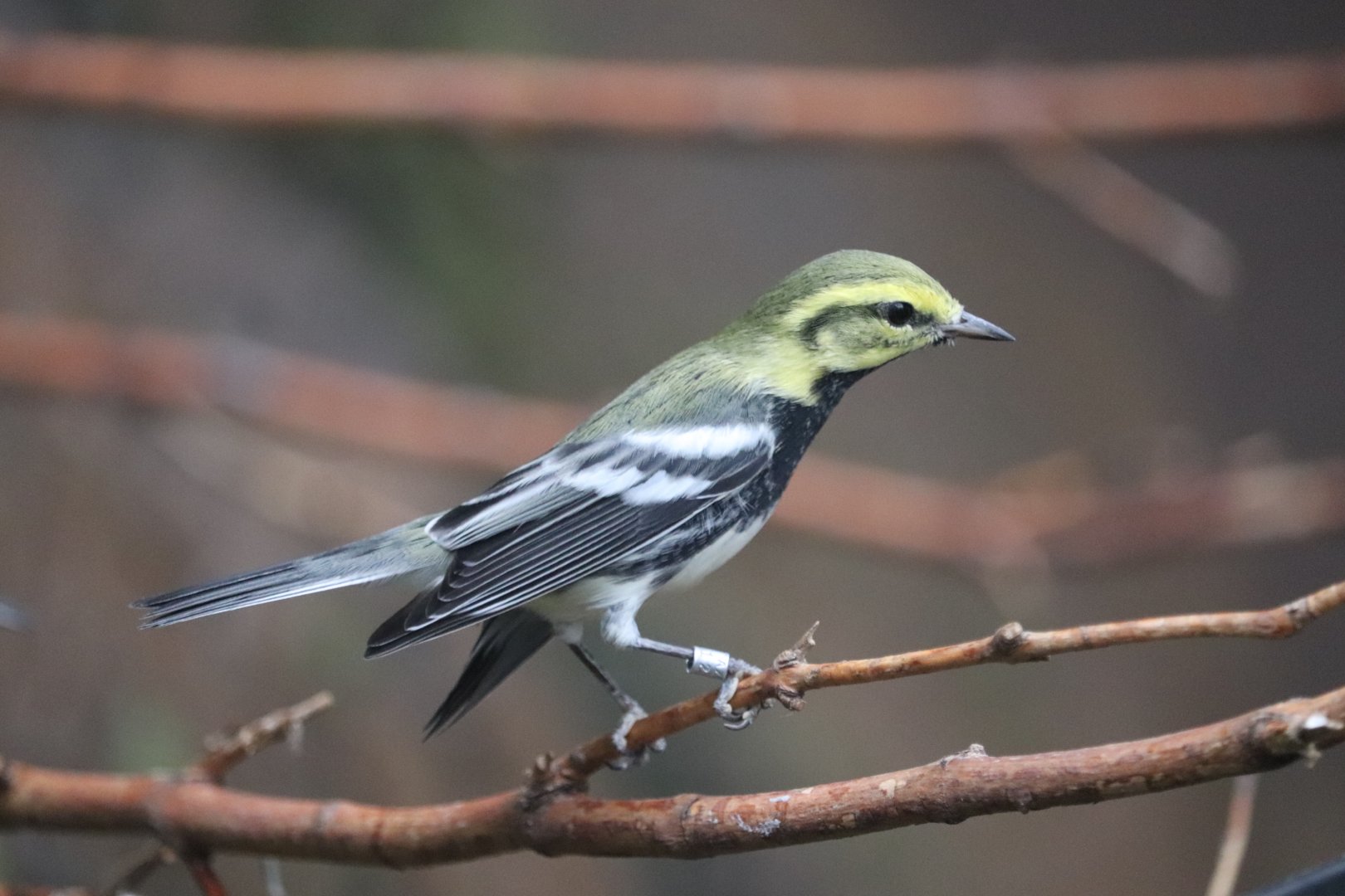 Bird House - Black-Throated Green Warbler