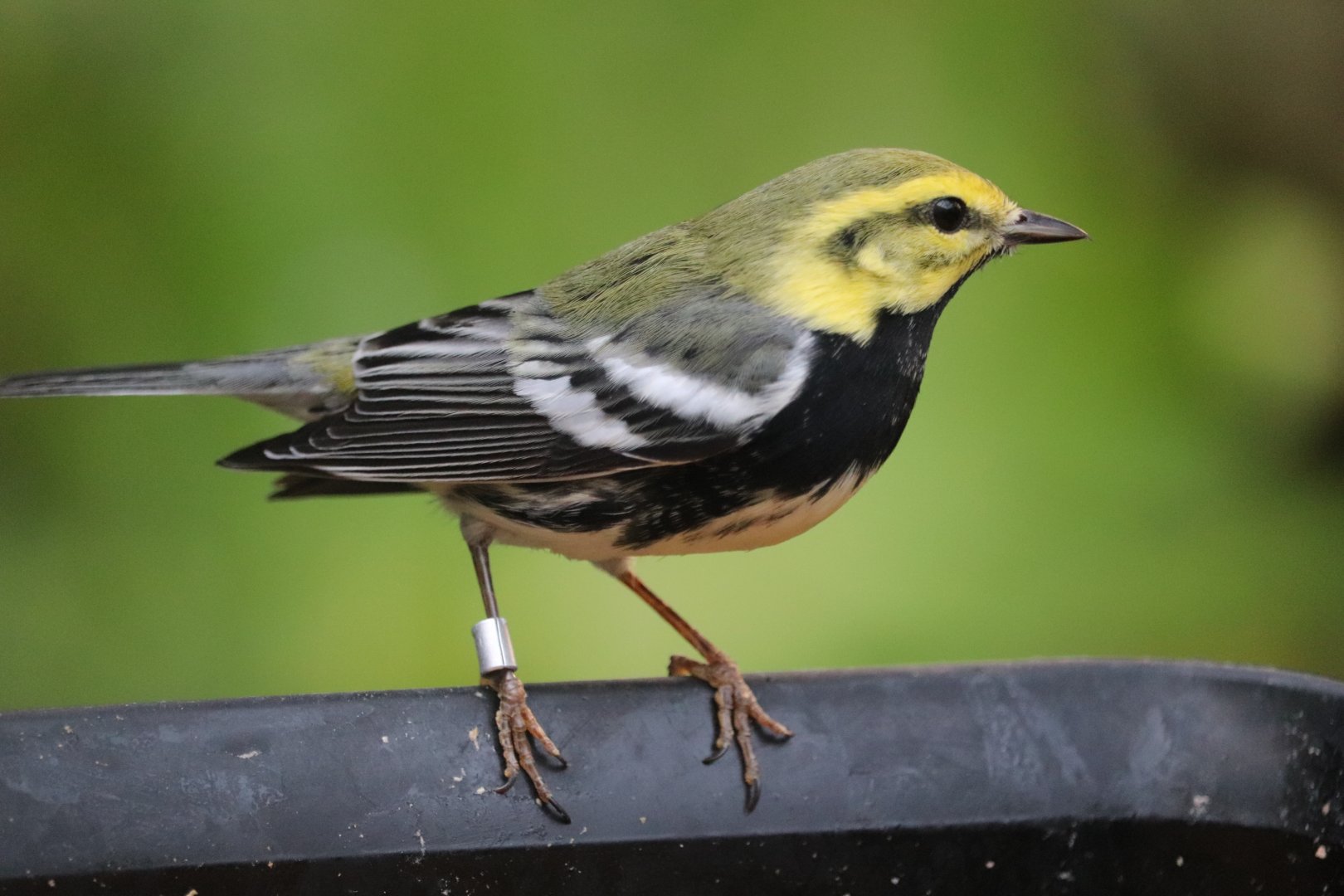 Bird House - Black-Throated Green Warbler