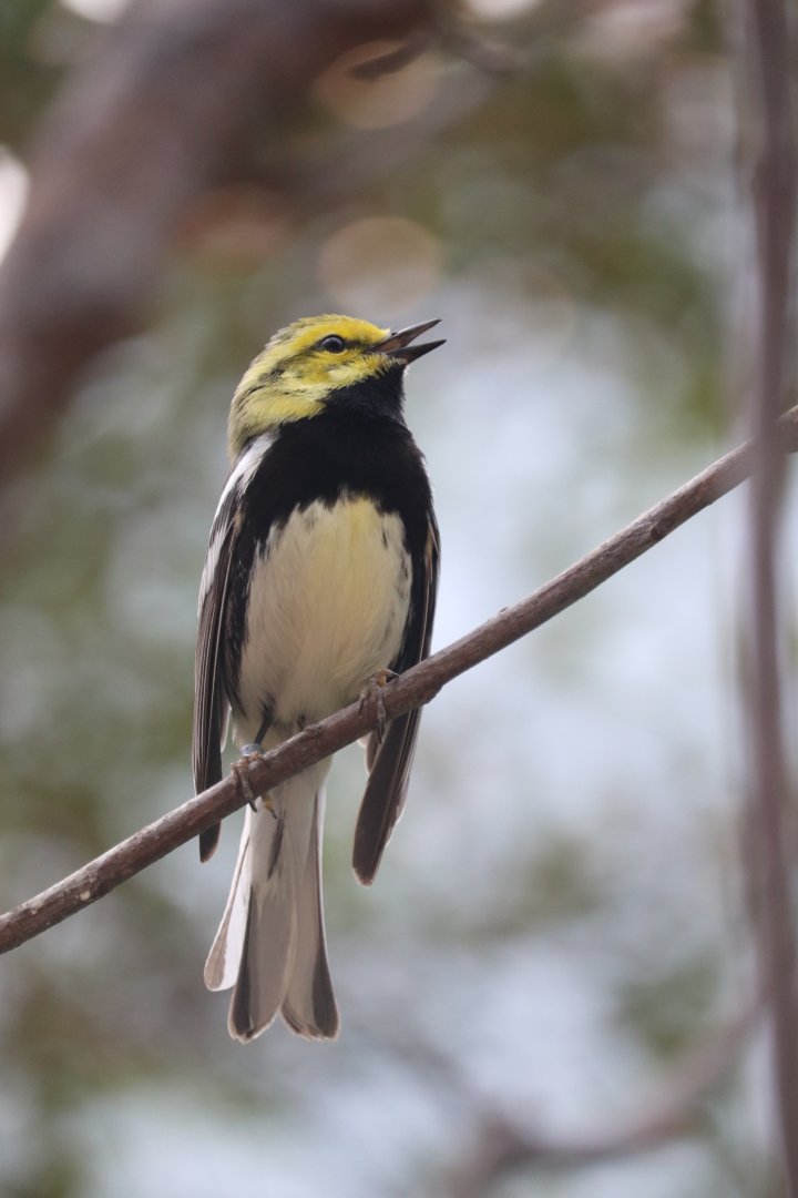 Bird House - Black-Throated Green Warbler