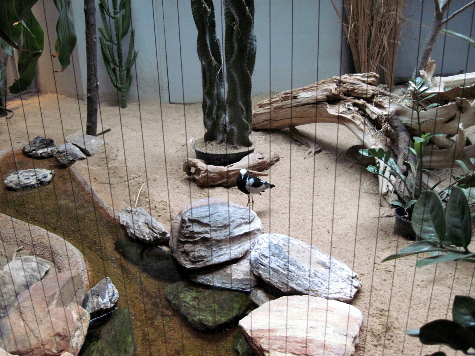 Bird House-Blacksmith Plover