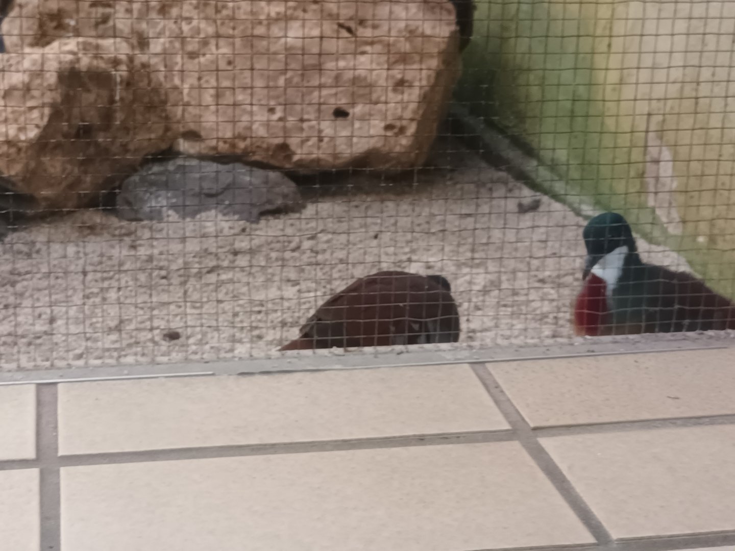 Bird House Bleeding Heart Doves