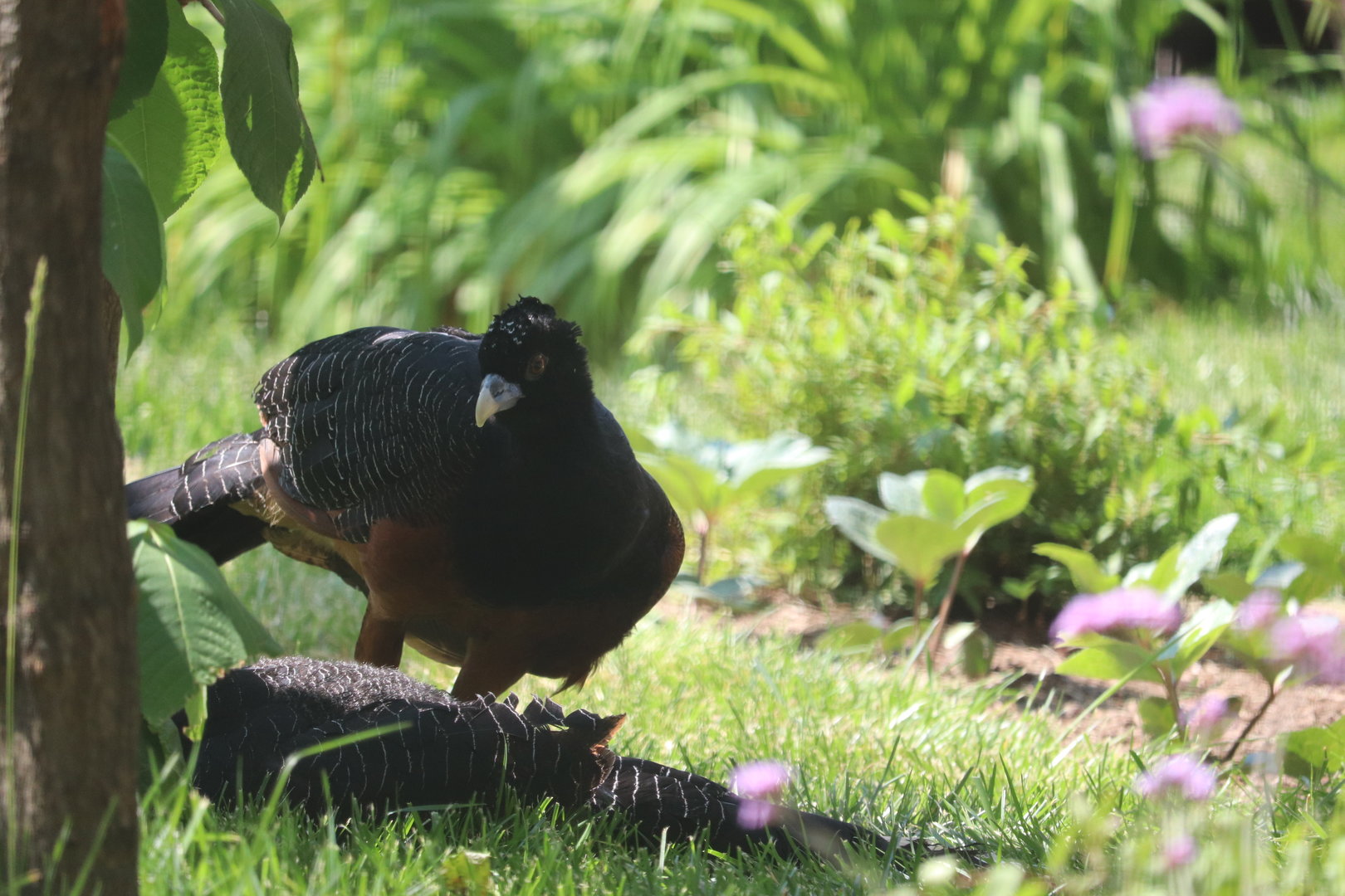 Bird House - Blue-Billed Curassow