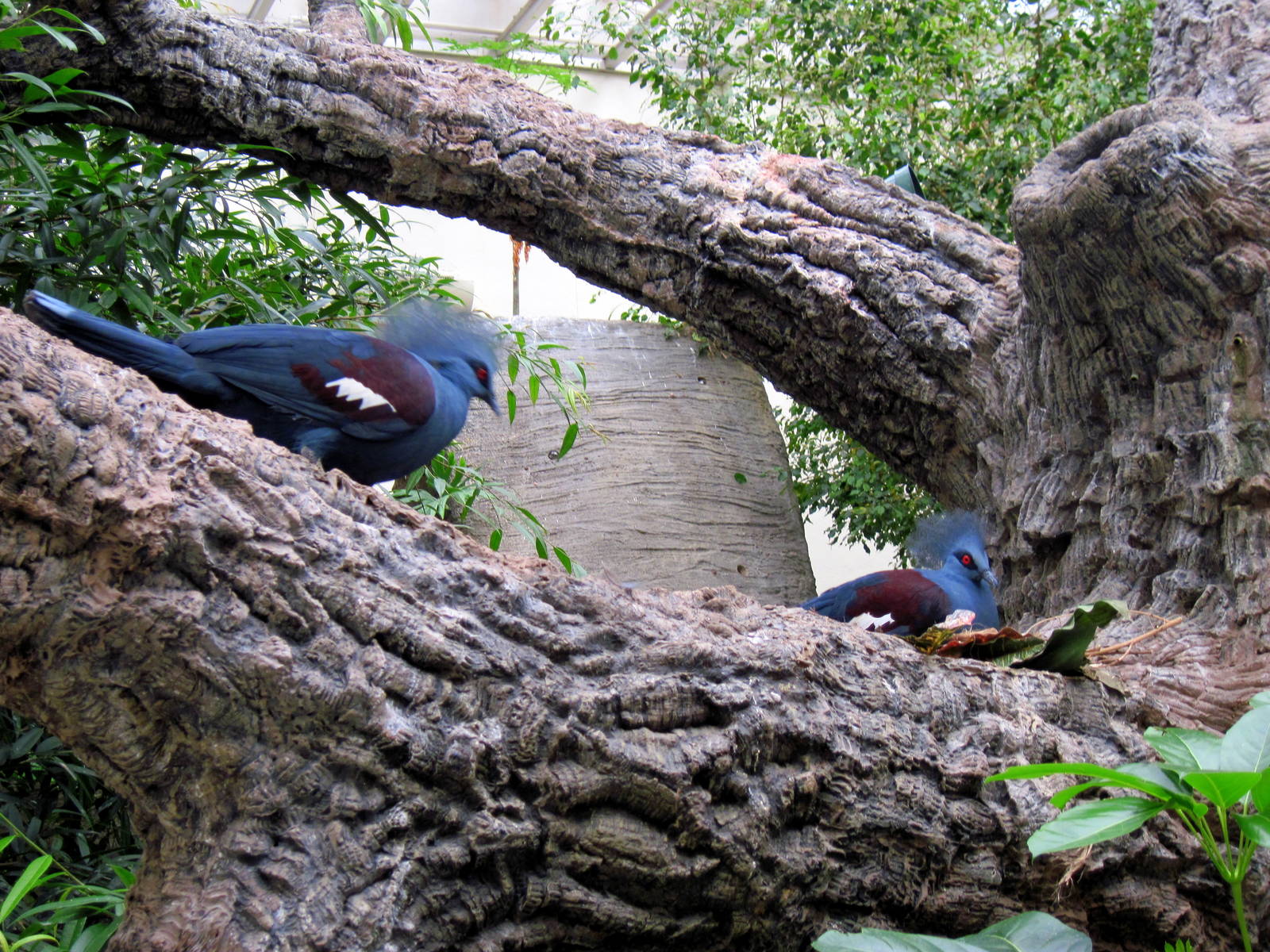 Bird House-Blue Crowned Pigeons