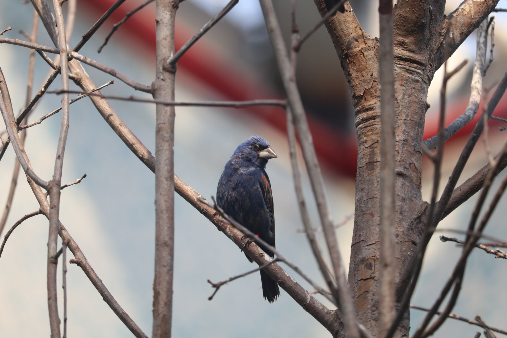 Bird House - Blue Grosbeak
