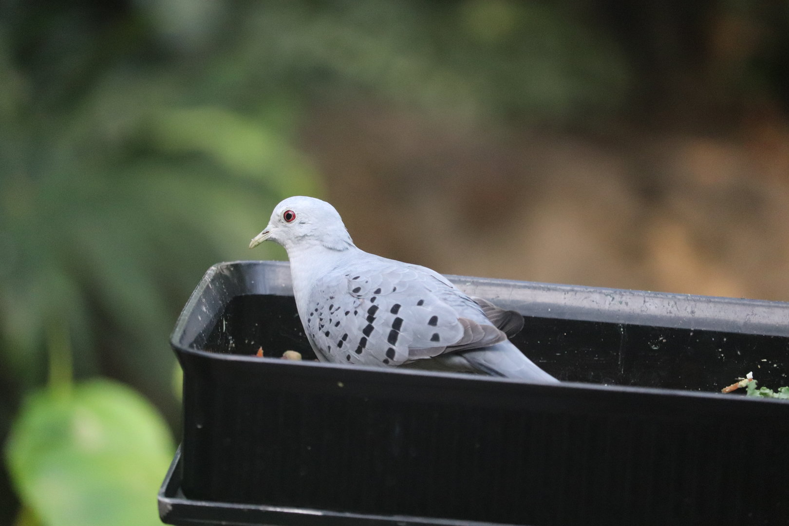 Bird House - Blue Ground Dove - Rocky