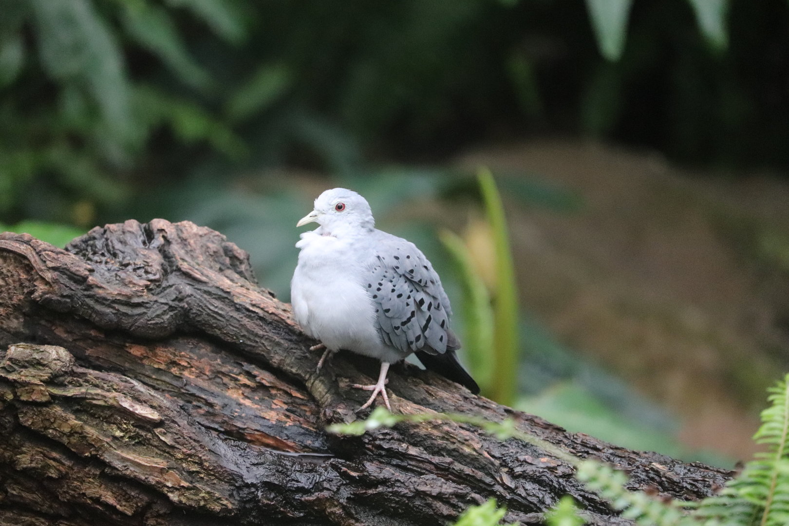 Bird House - Blue Ground Dove - Rocky