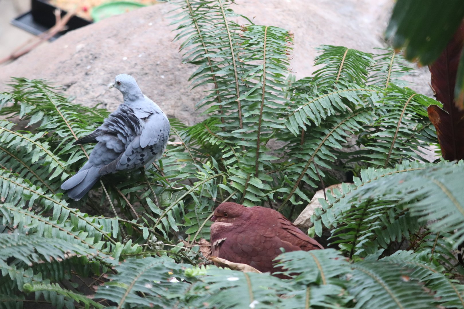 Bird House - Blue Ground Dove - Ruddy Quail-Dove