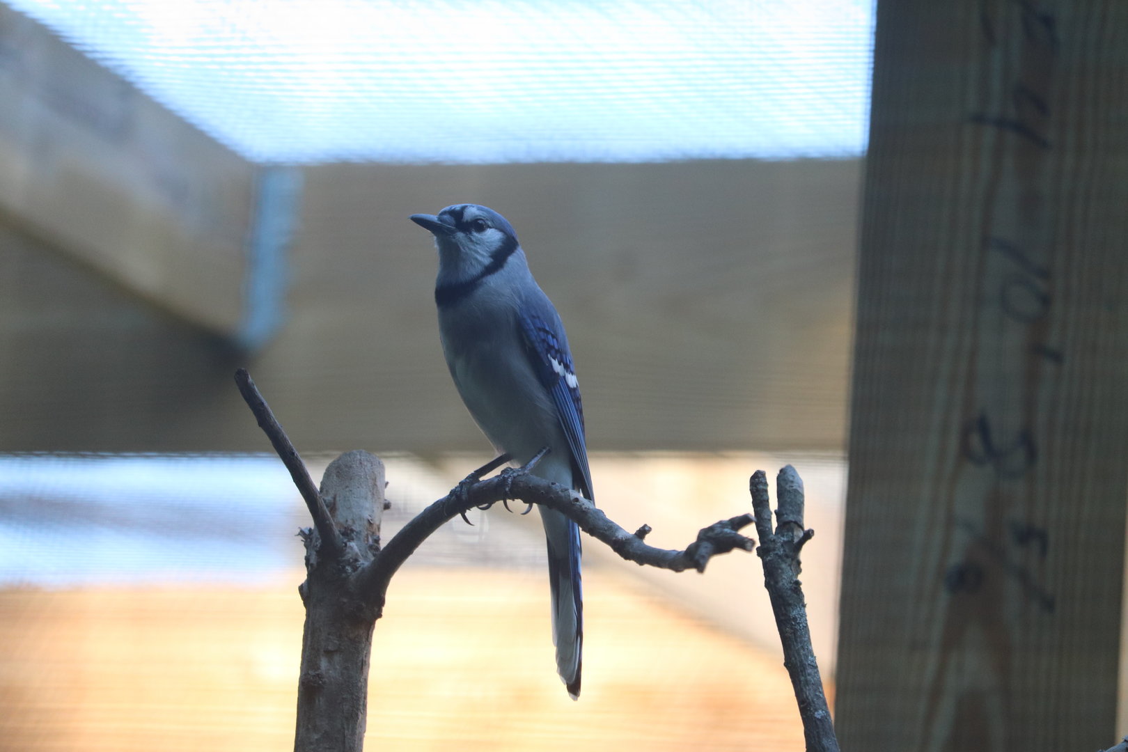Bird House - Blue Jay