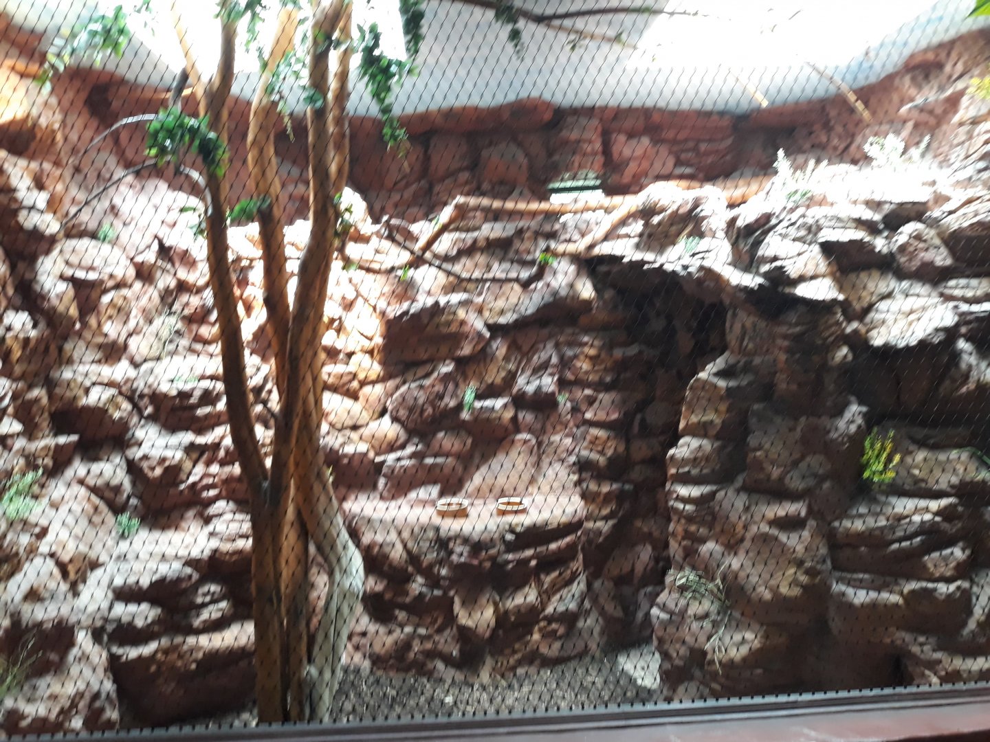 Bird house - Blue-winged kookaburra exhibit