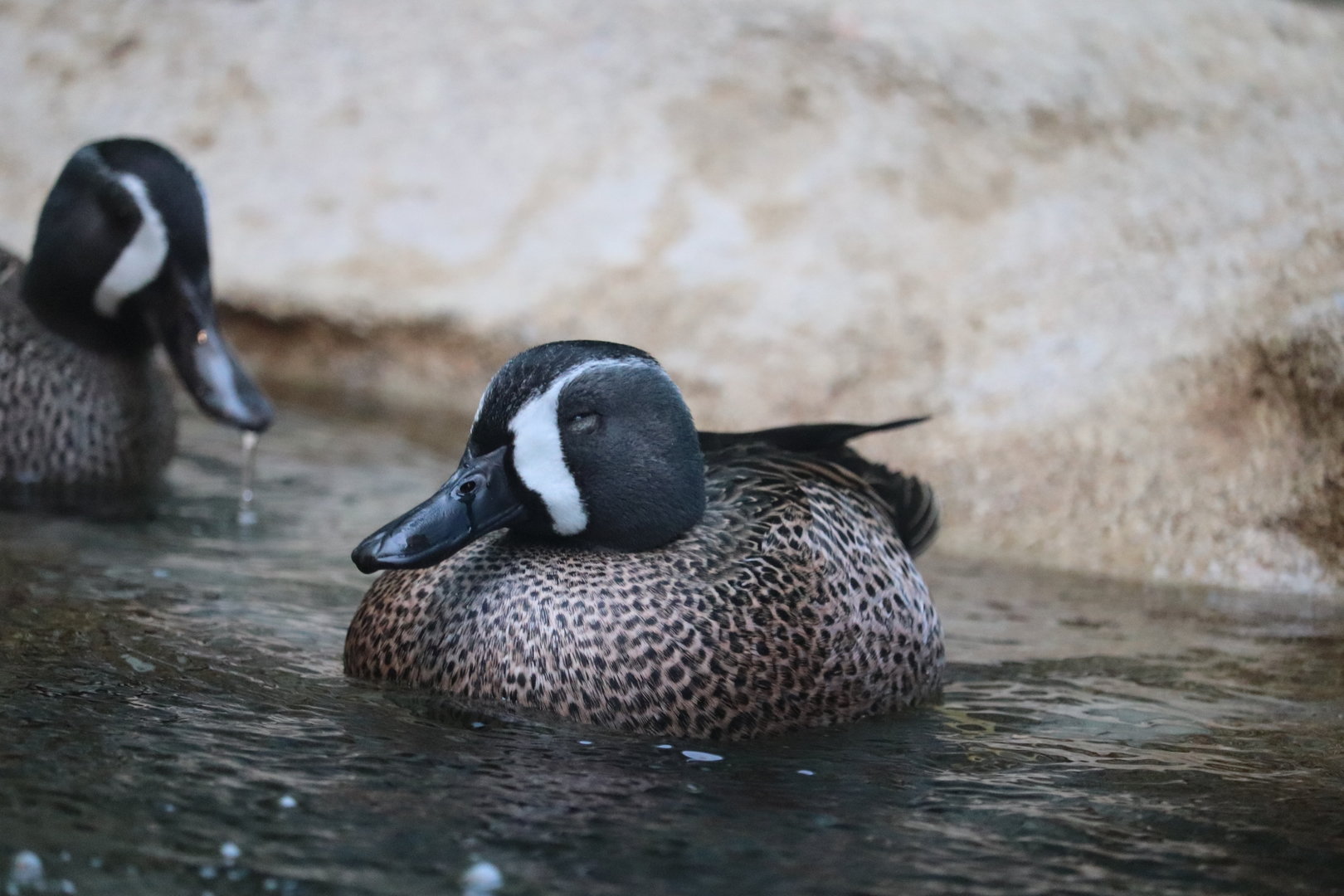 Bird House - Blue-Winged Teal
