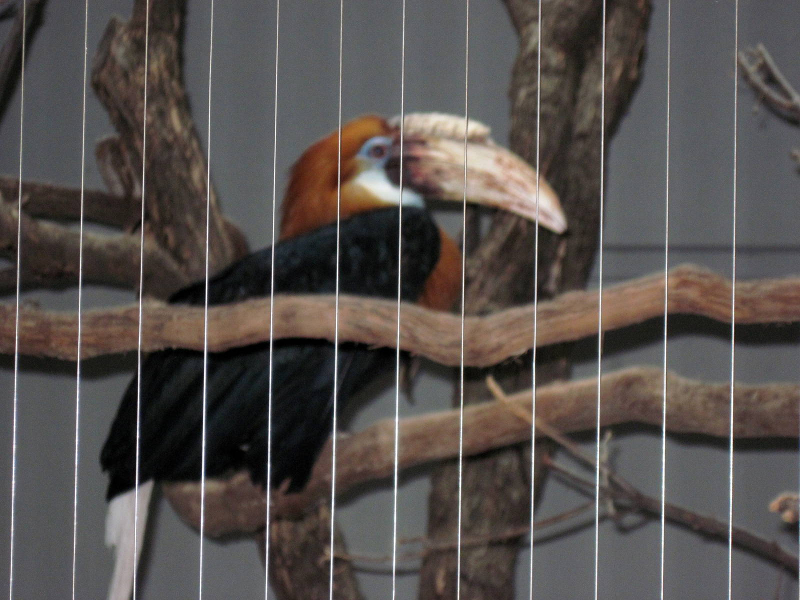 Bird House-Blyth's Hornbill
