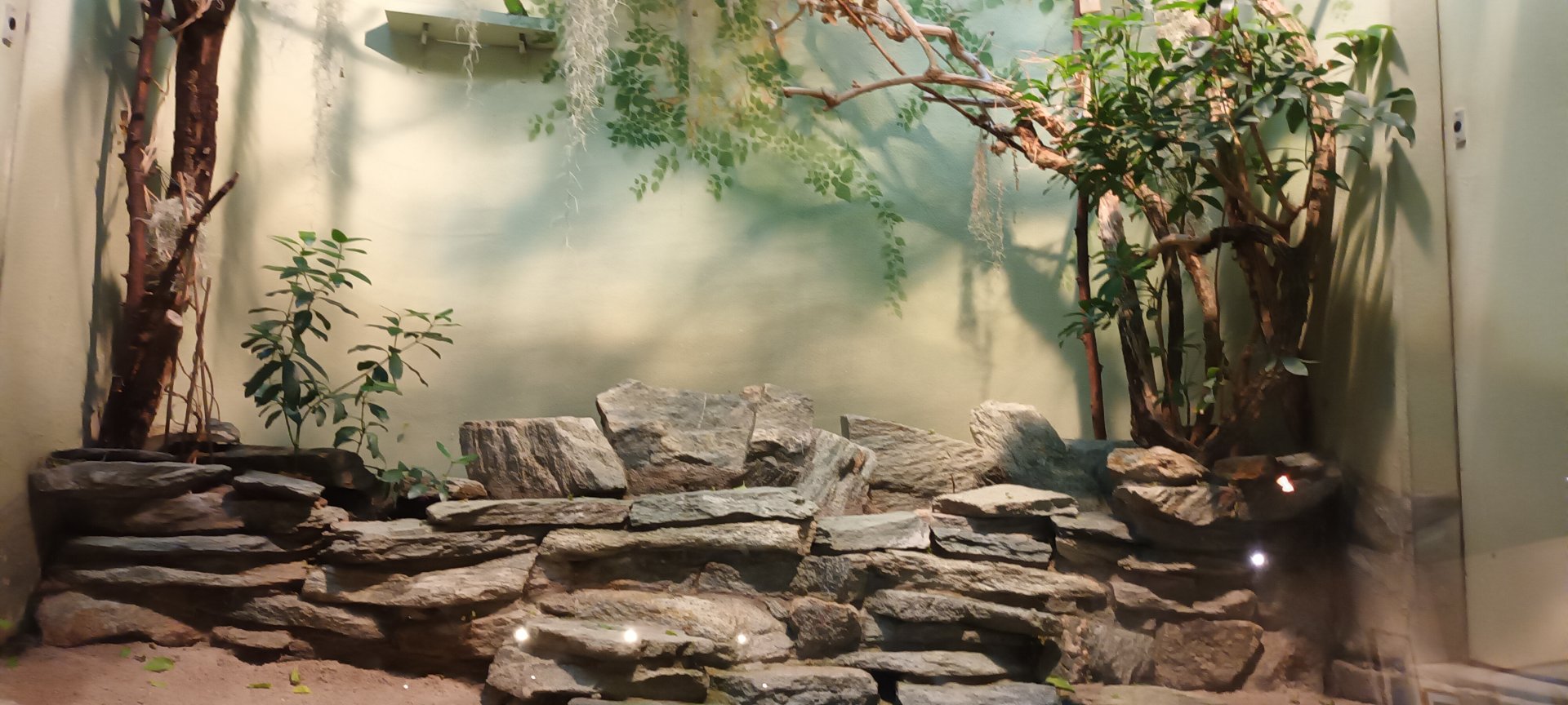 Bird House: Budgerigar wild Type Aviary