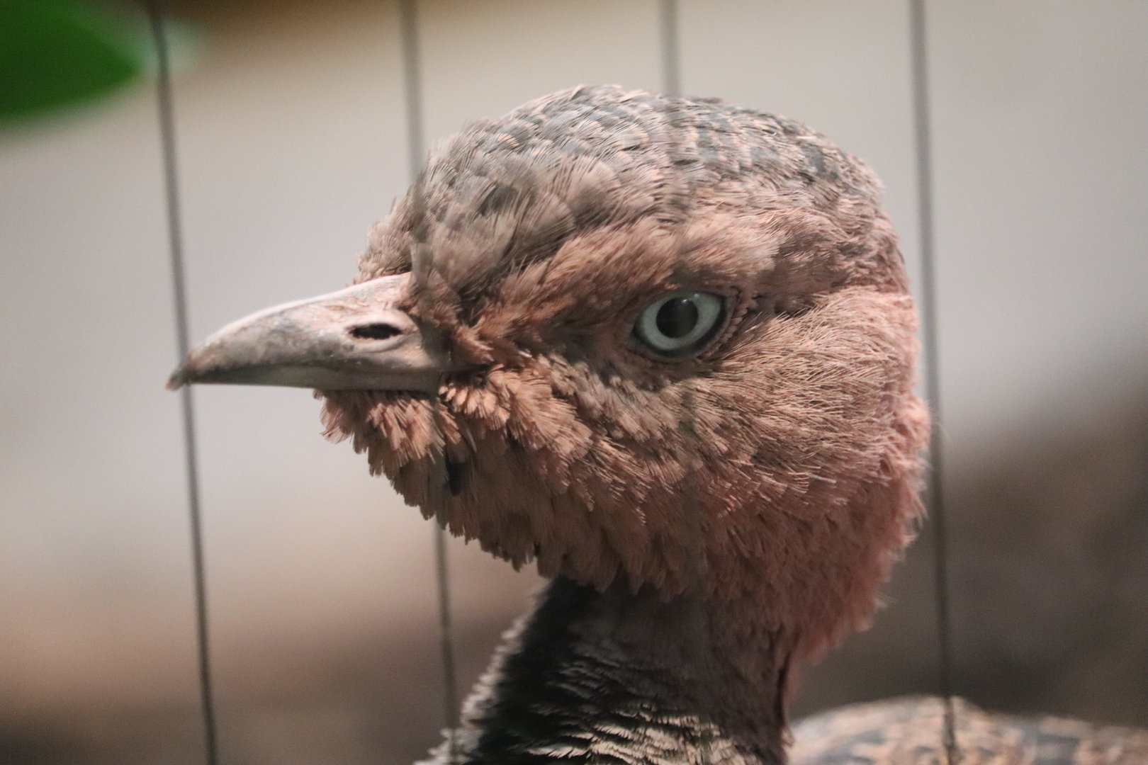 Bird House - Buff-Crested Bustard