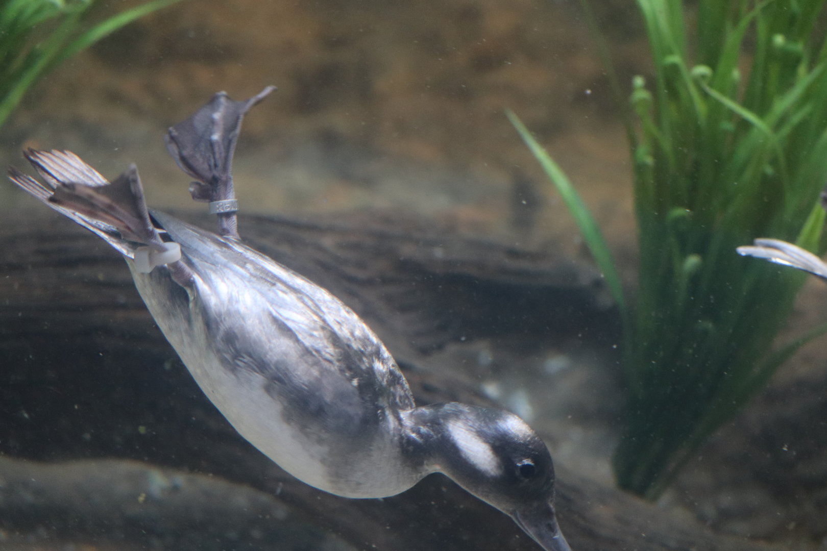 Bird House - Bufflehead