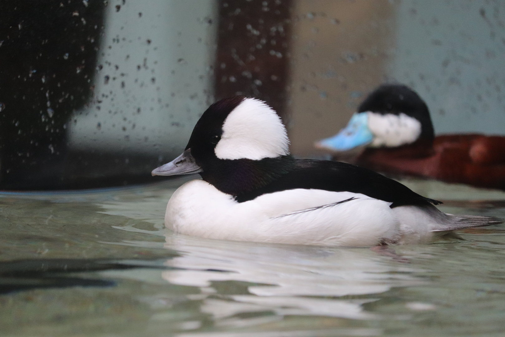 Bird House - Bufflehead