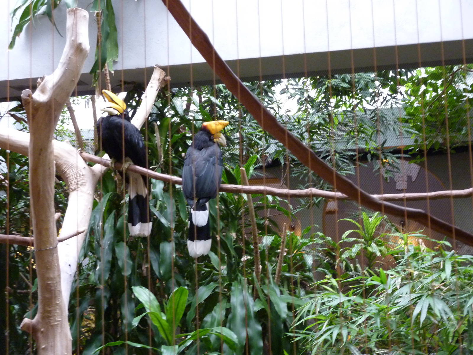 Bird House - Built In 1930 - Rhinoceros Hornbills