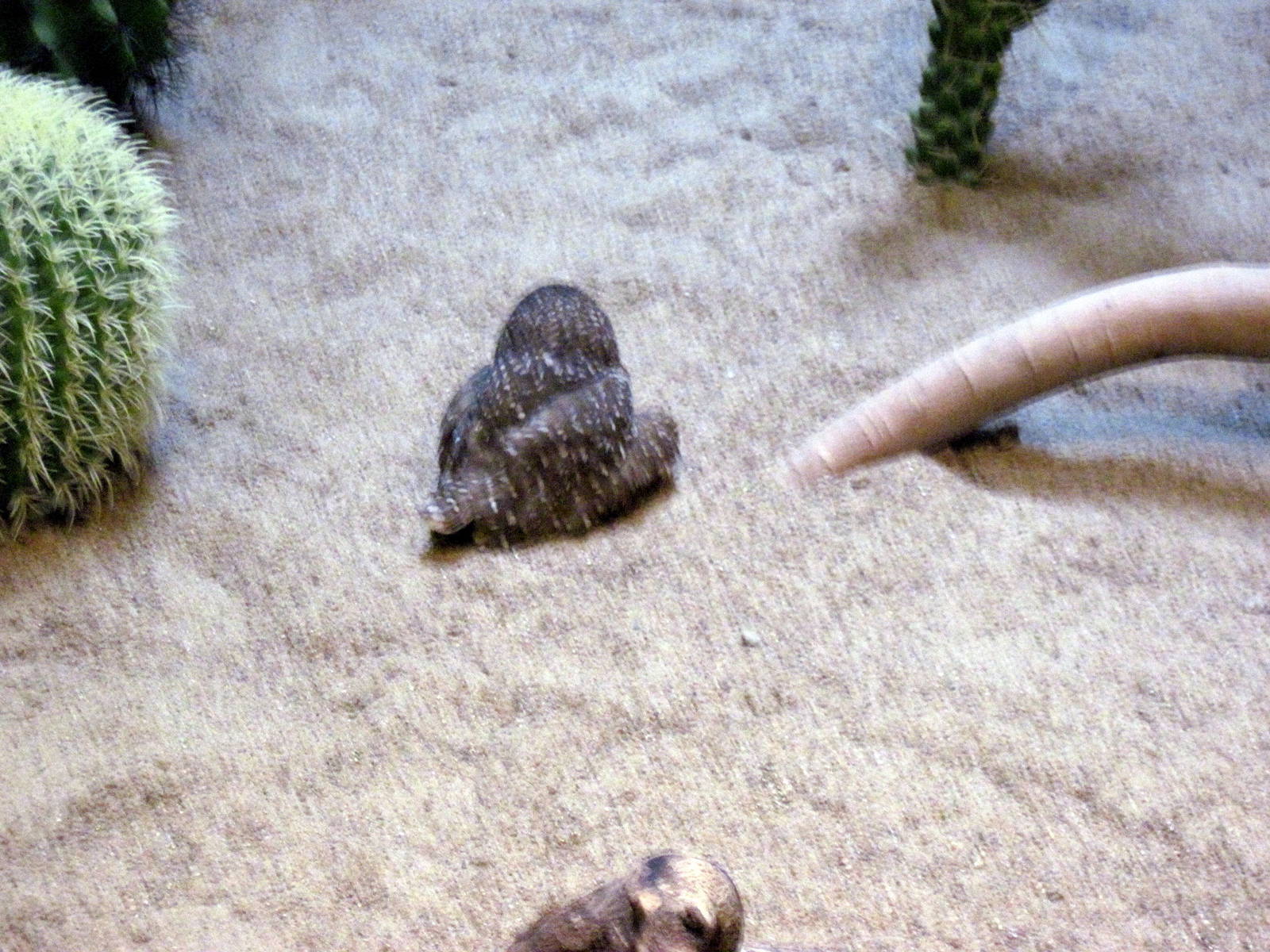 Bird House-Burrowing Owl