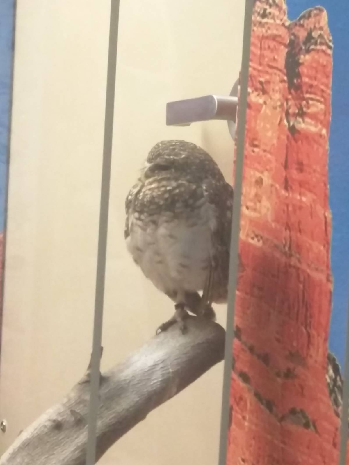 Bird House - Burrowing Owl