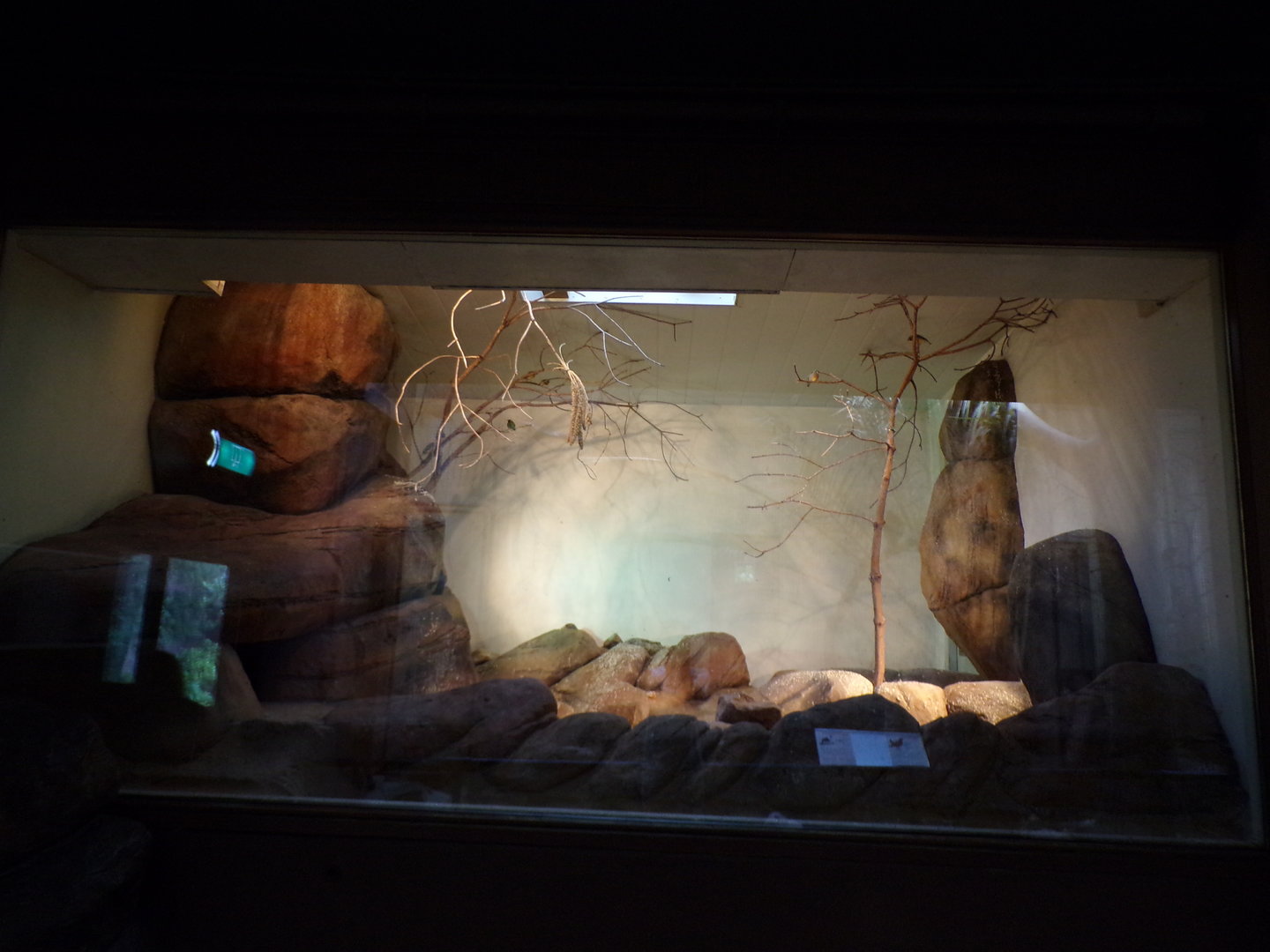 Bird house- Can’t remember what’s in here? 6.7.23