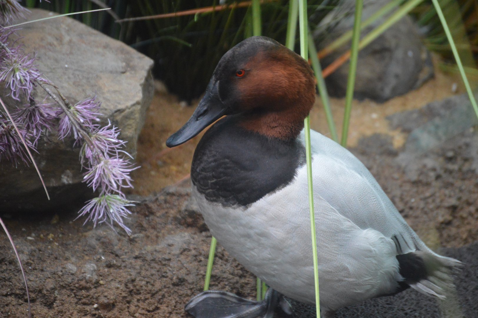 Bird House - Canvasback (Aythya valisineria)
