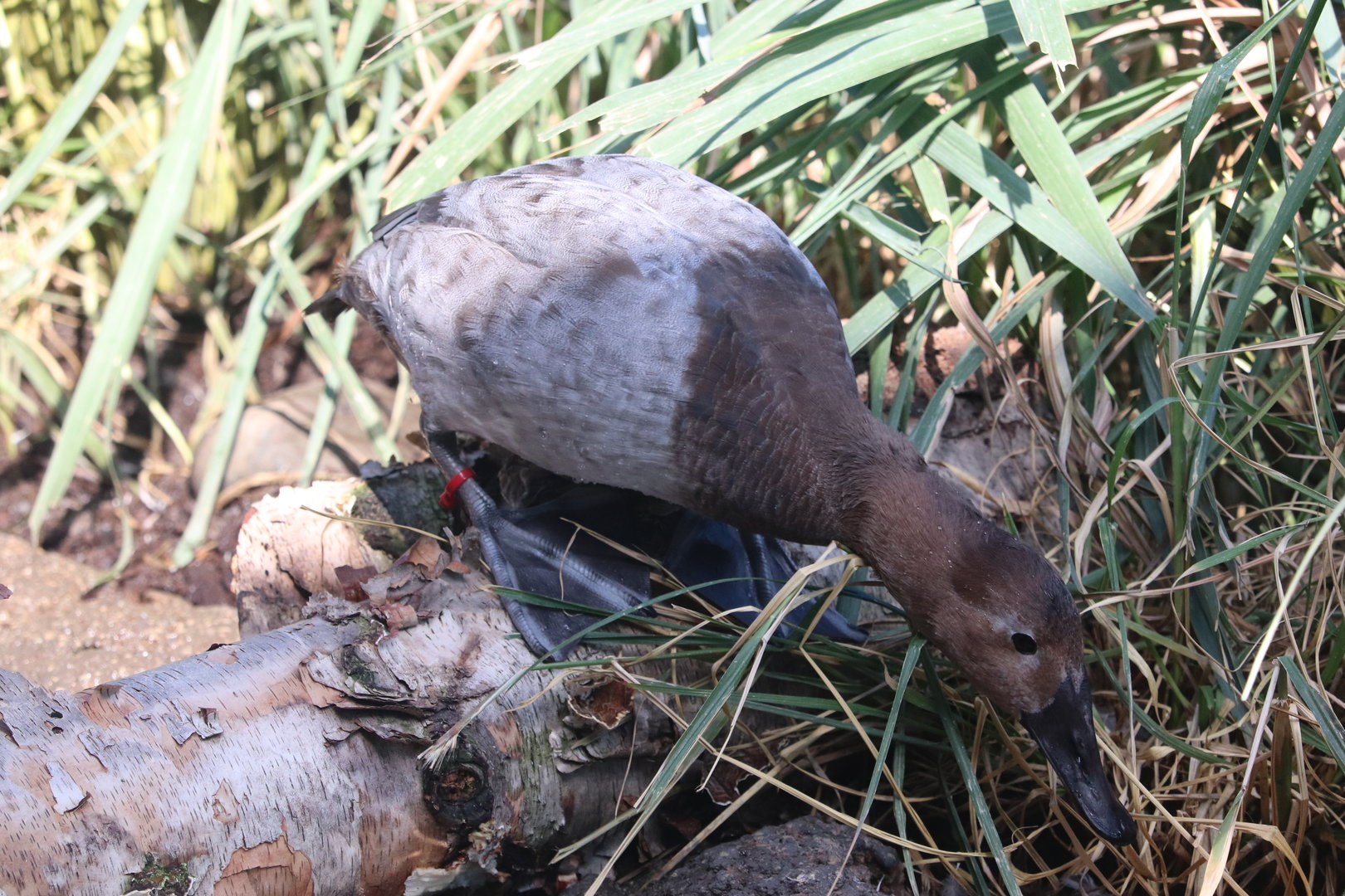 Bird House - Canvasback