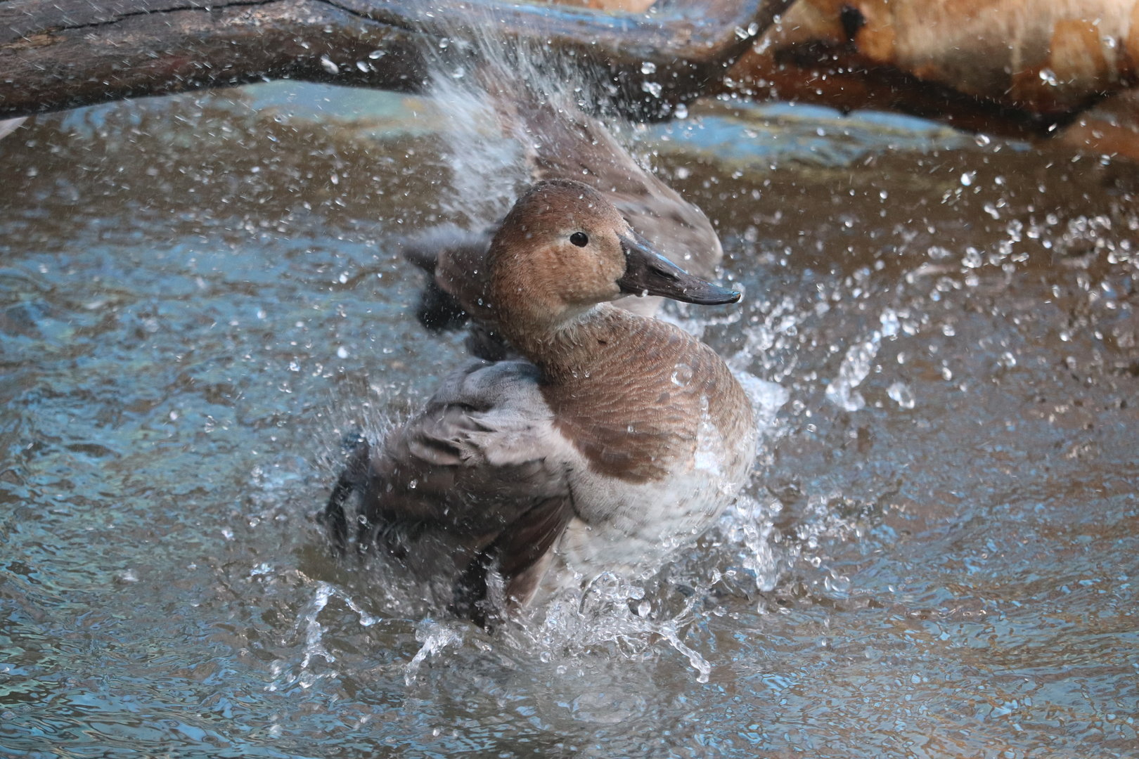 Bird House - Canvasback