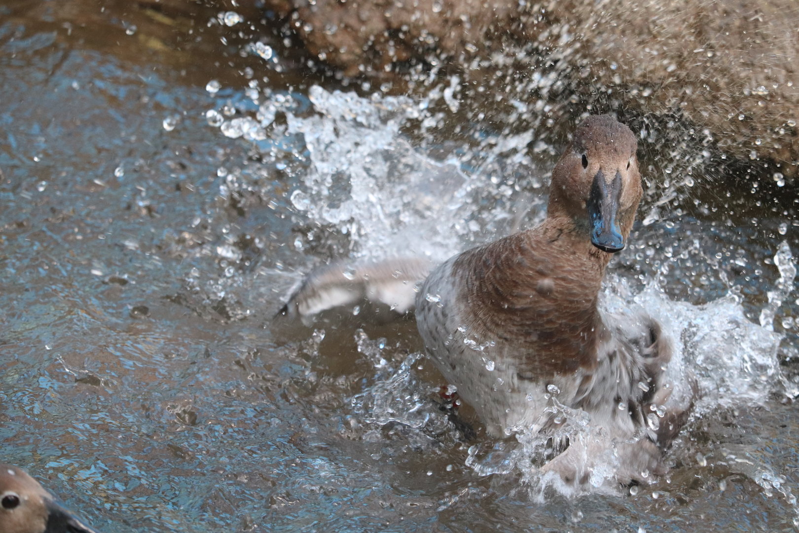 Bird House - Canvasback
