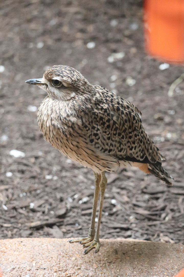 Bird House - Cape Thick-Knee