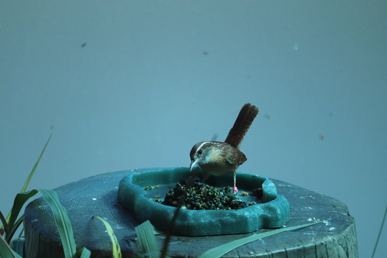 Bird House - Carolina Wren