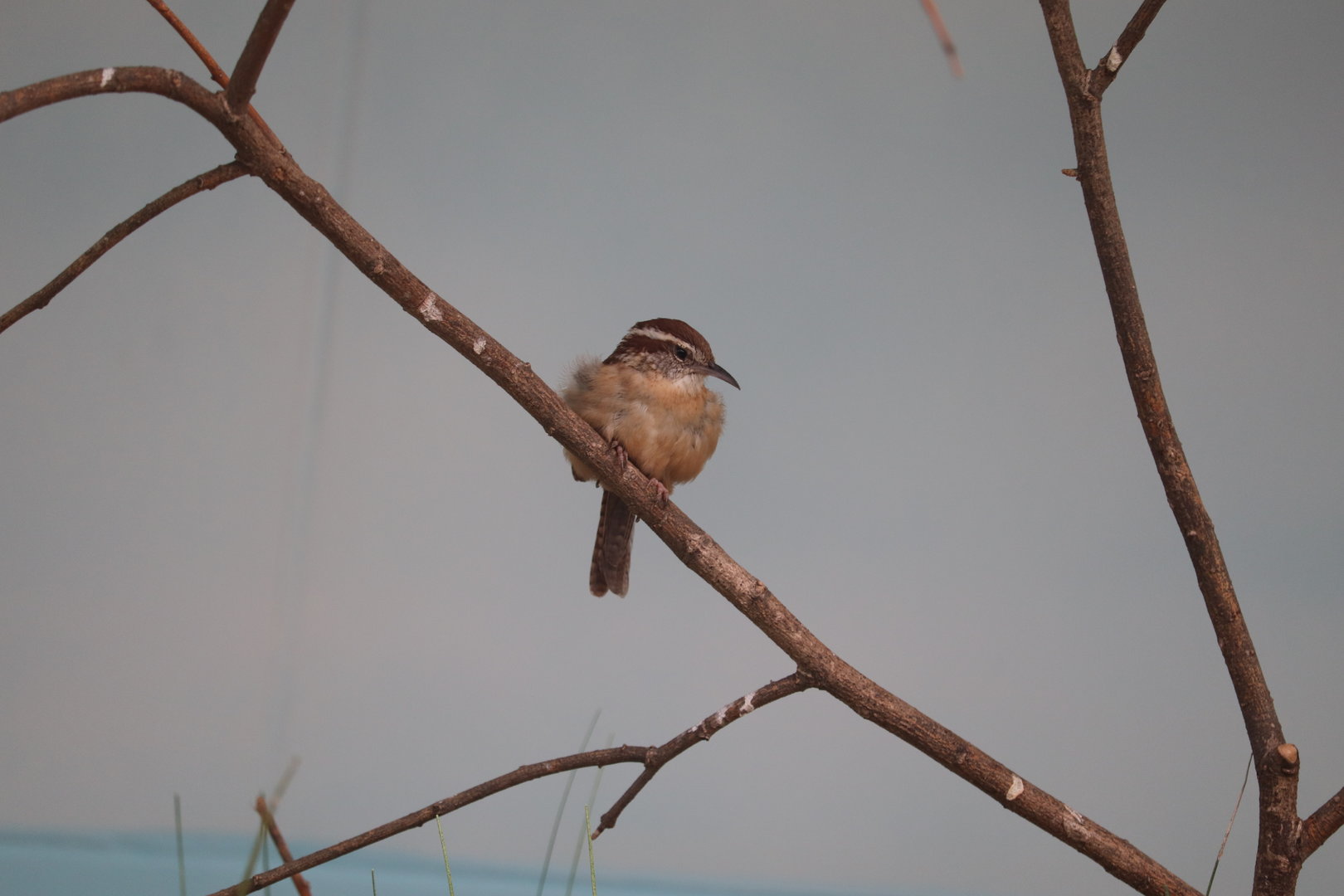 Bird House - Carolina Wren
