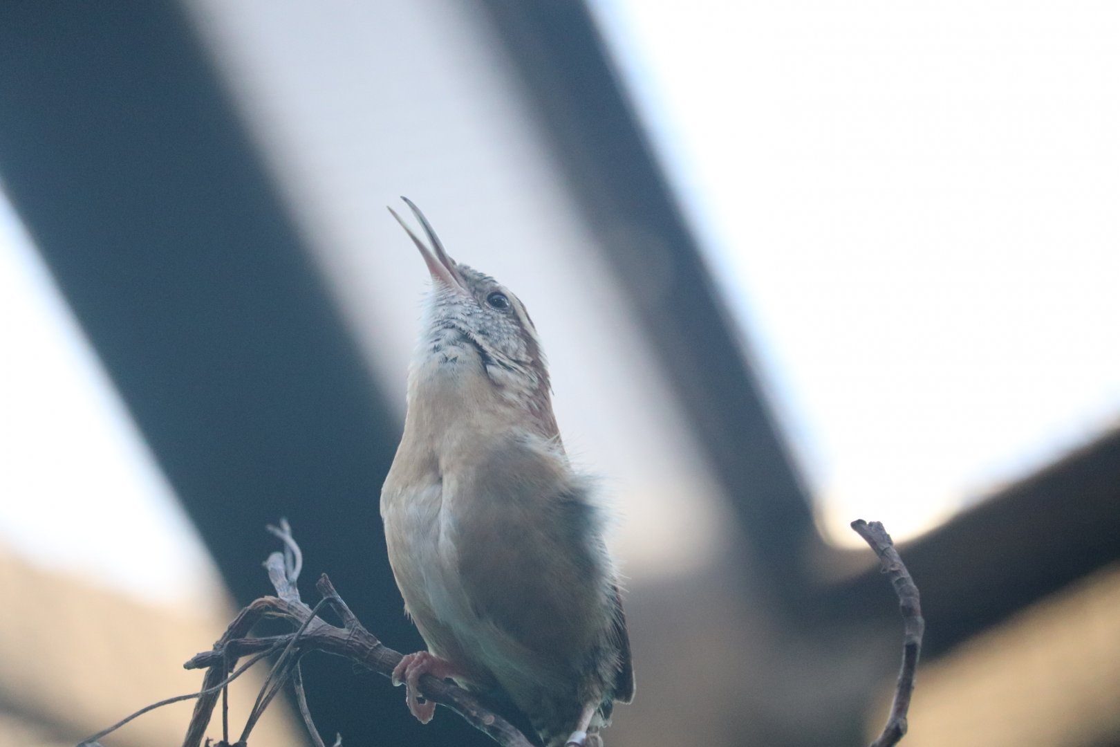 Bird House - Carolina Wren