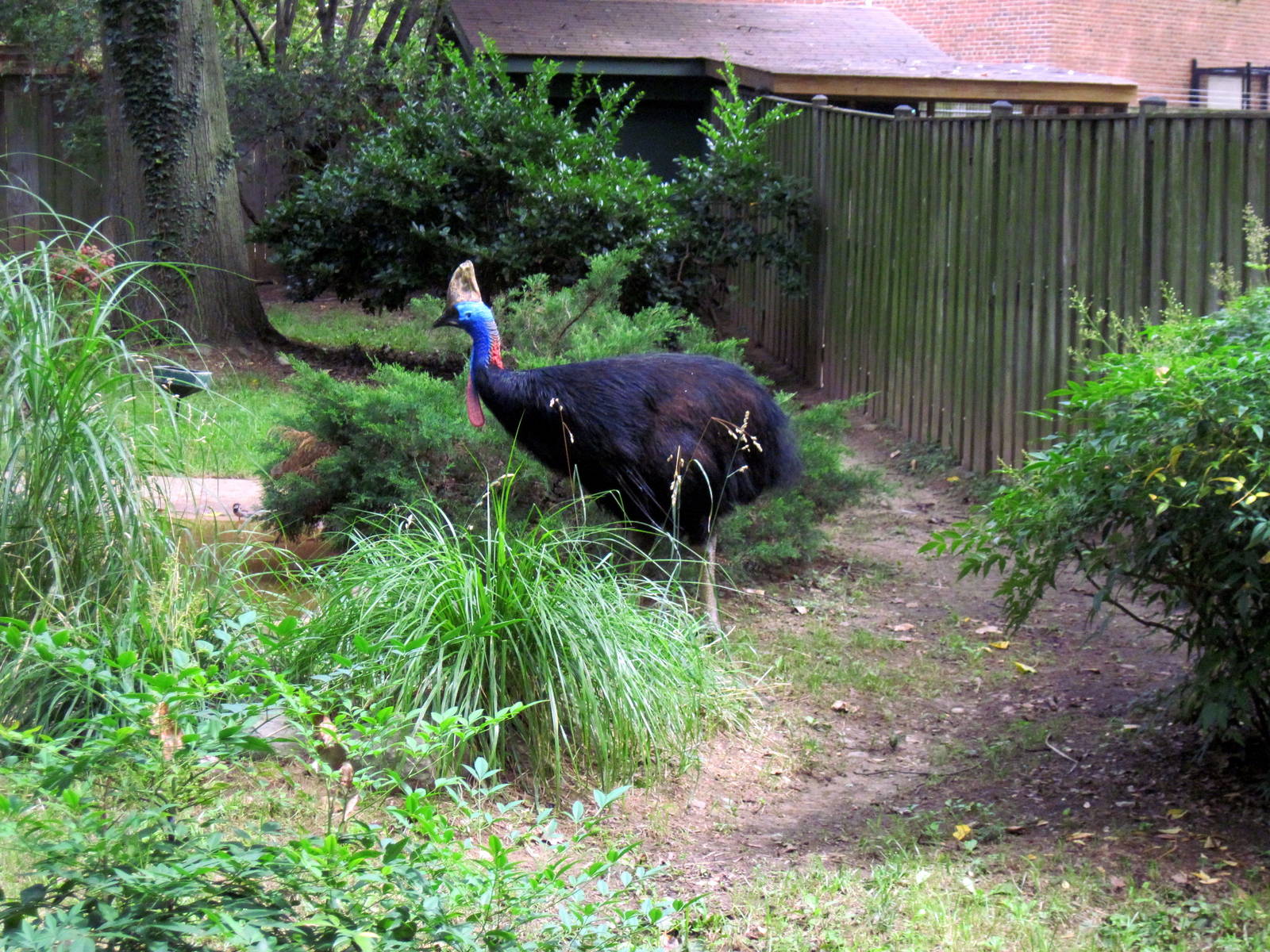 Bird House-Cassowary