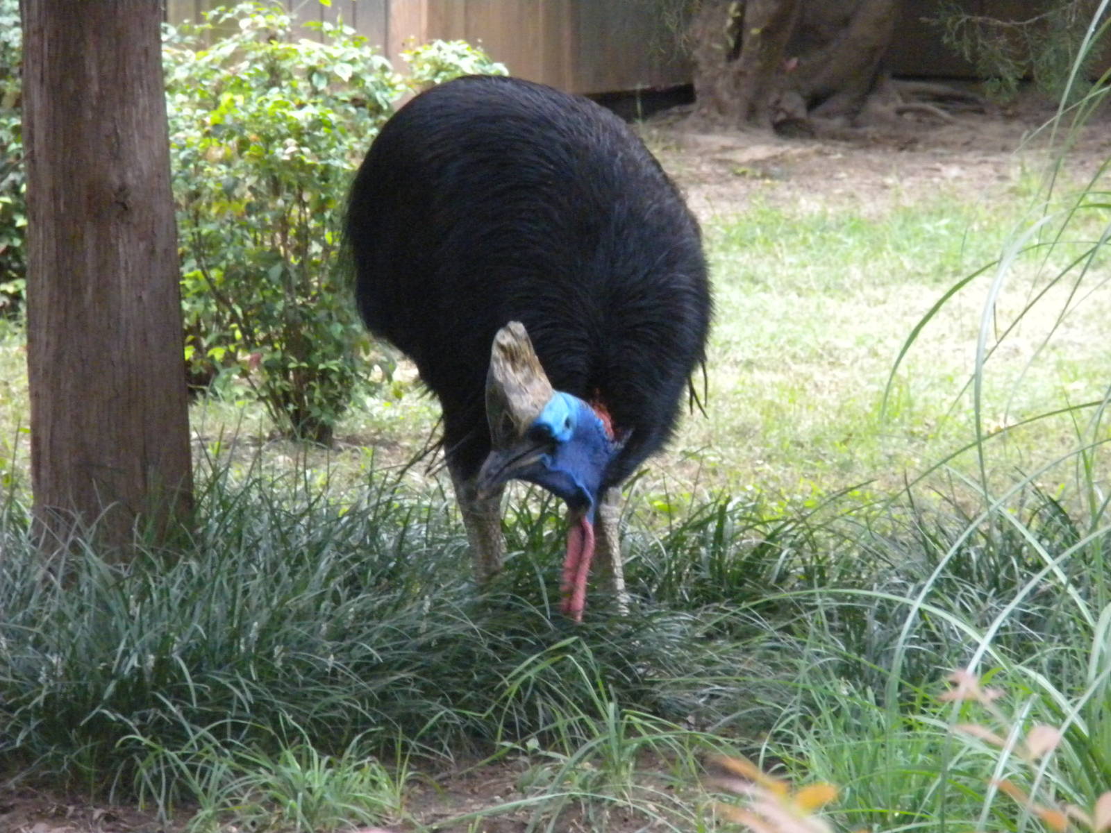 Bird House - Cassowary