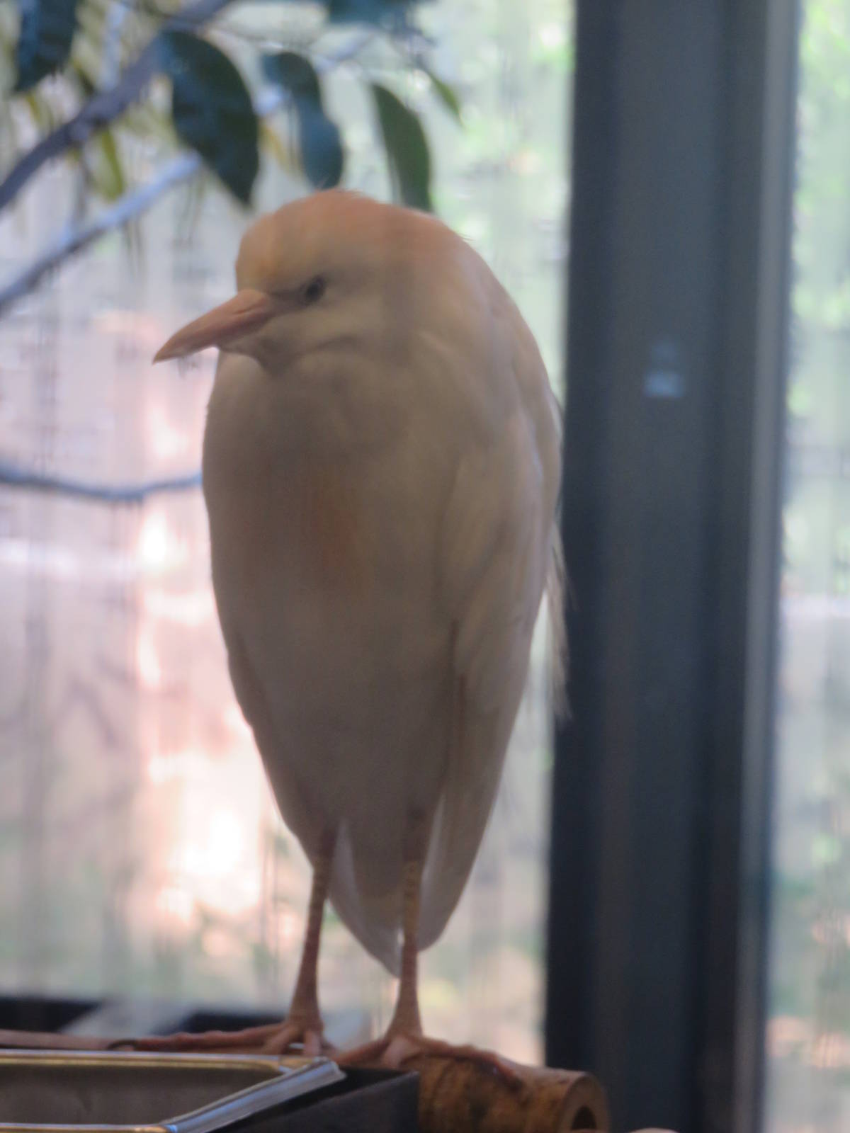 Bird House - Cattle Egret