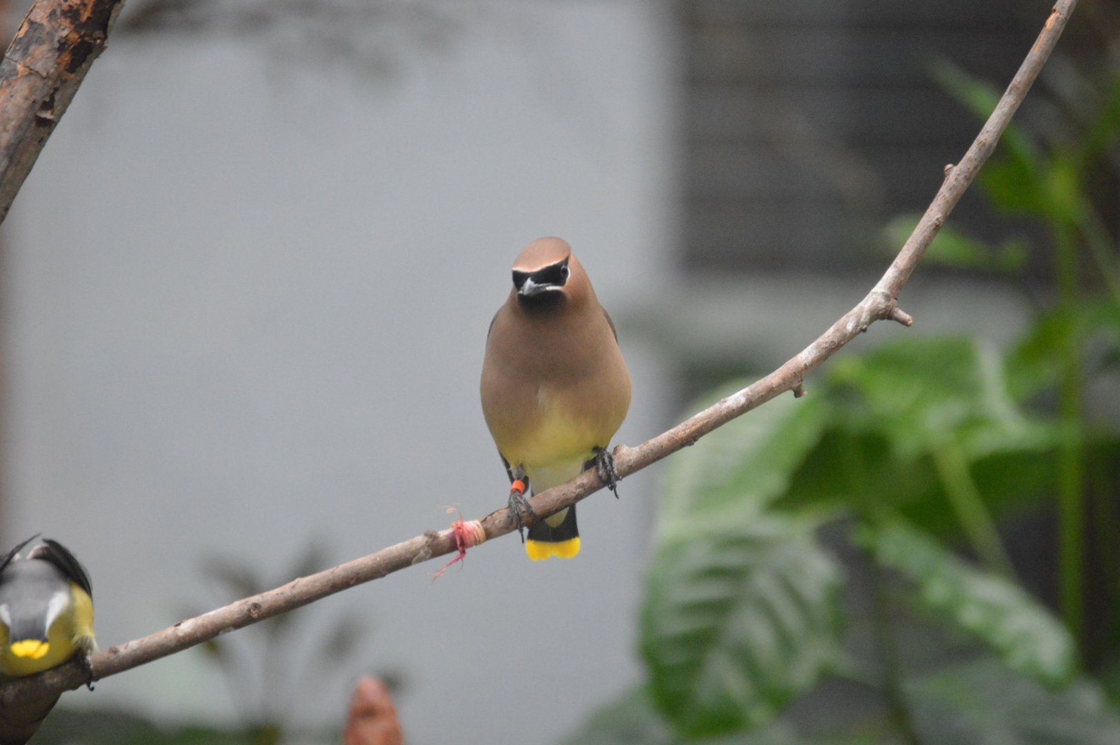 Bird House - Cedar Waxwing (Bombycilla cedrorum)
