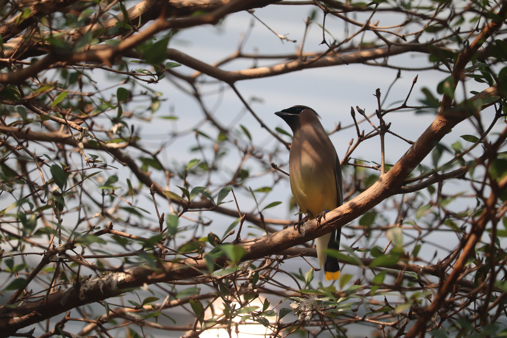 Bird House - Cedar Waxwing