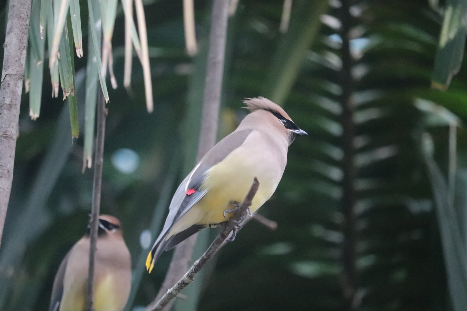 Bird House - Cedar Waxwing