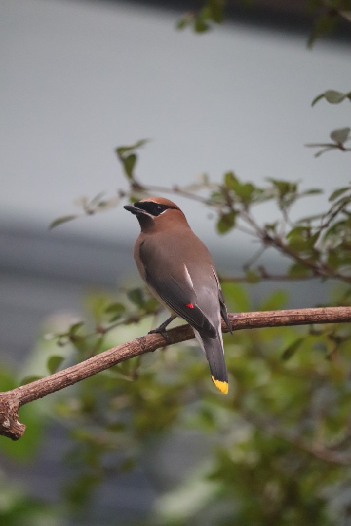 Bird House - Cedar Waxwing