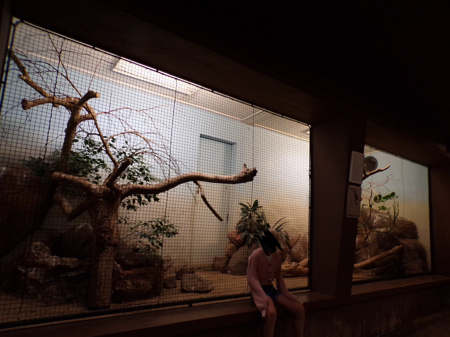 Bird house- Chestnut-Backed thrush enclosure 6.7.23