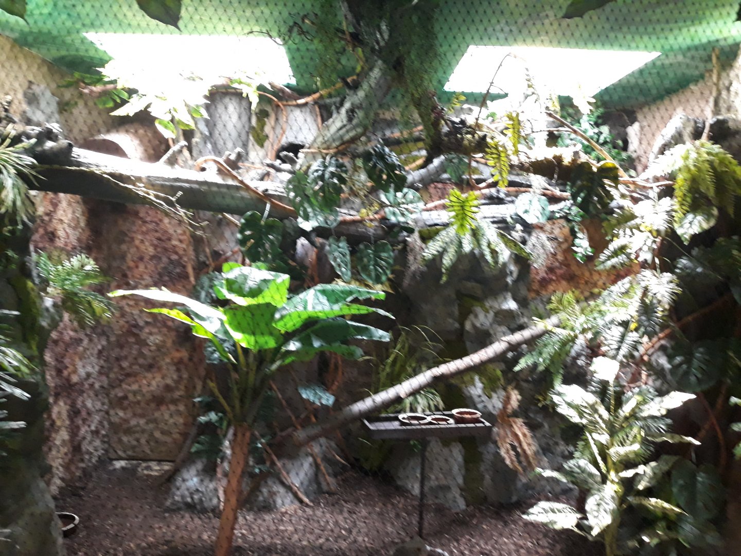 Bird house - Chestnut-eared aracari exhibit