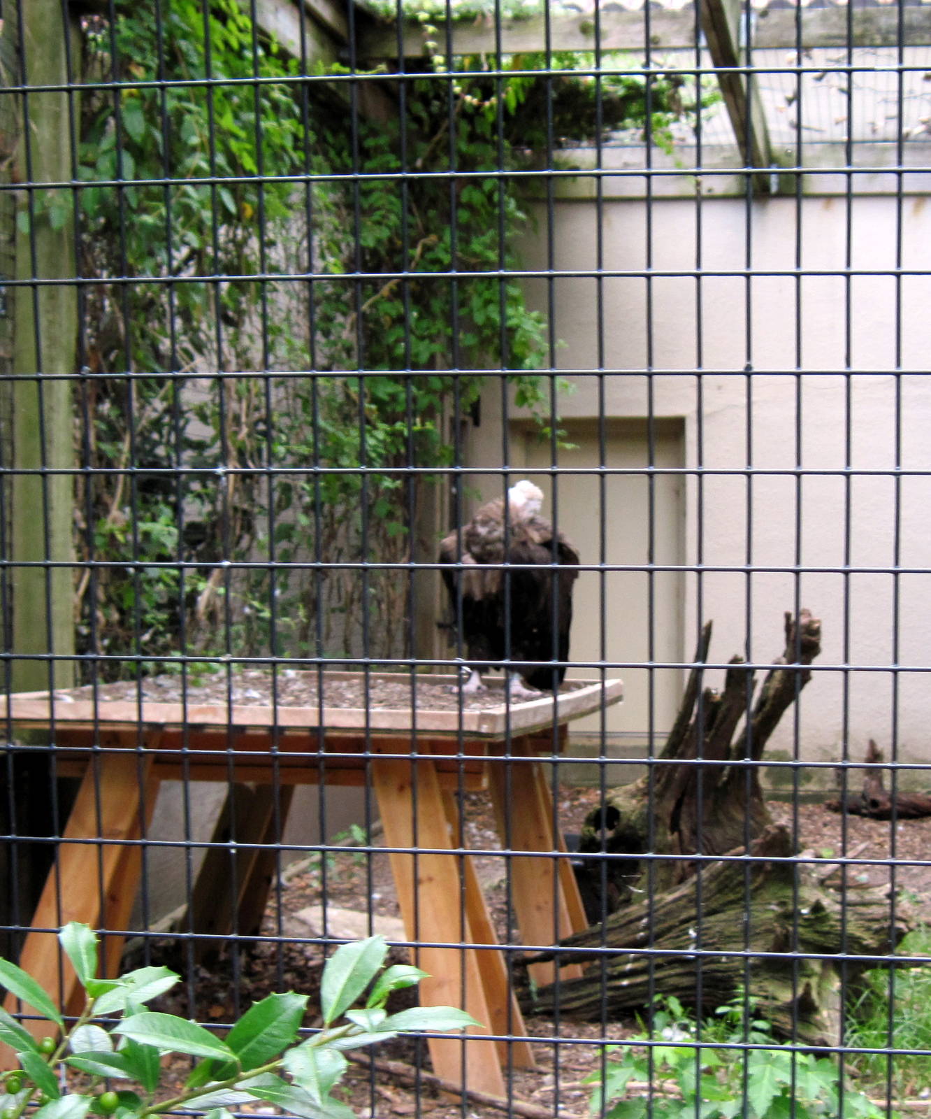 Bird House-Cinerous Vulture