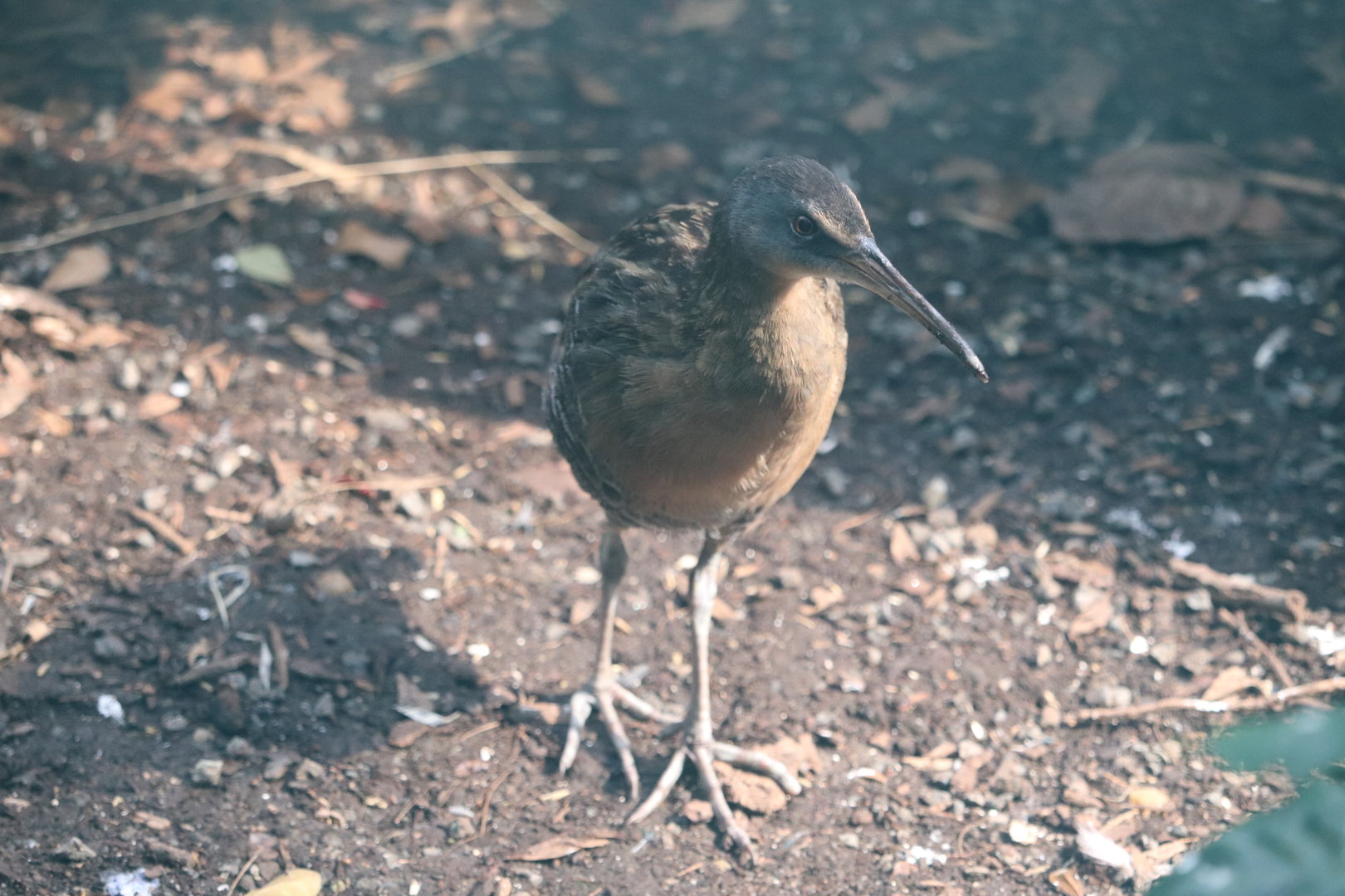 Bird House - Clapper Rail