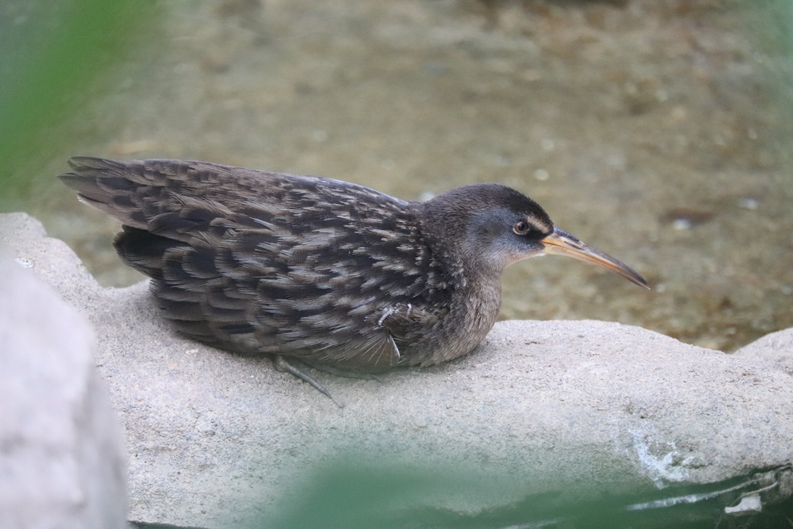 Bird House - Clapper Rail