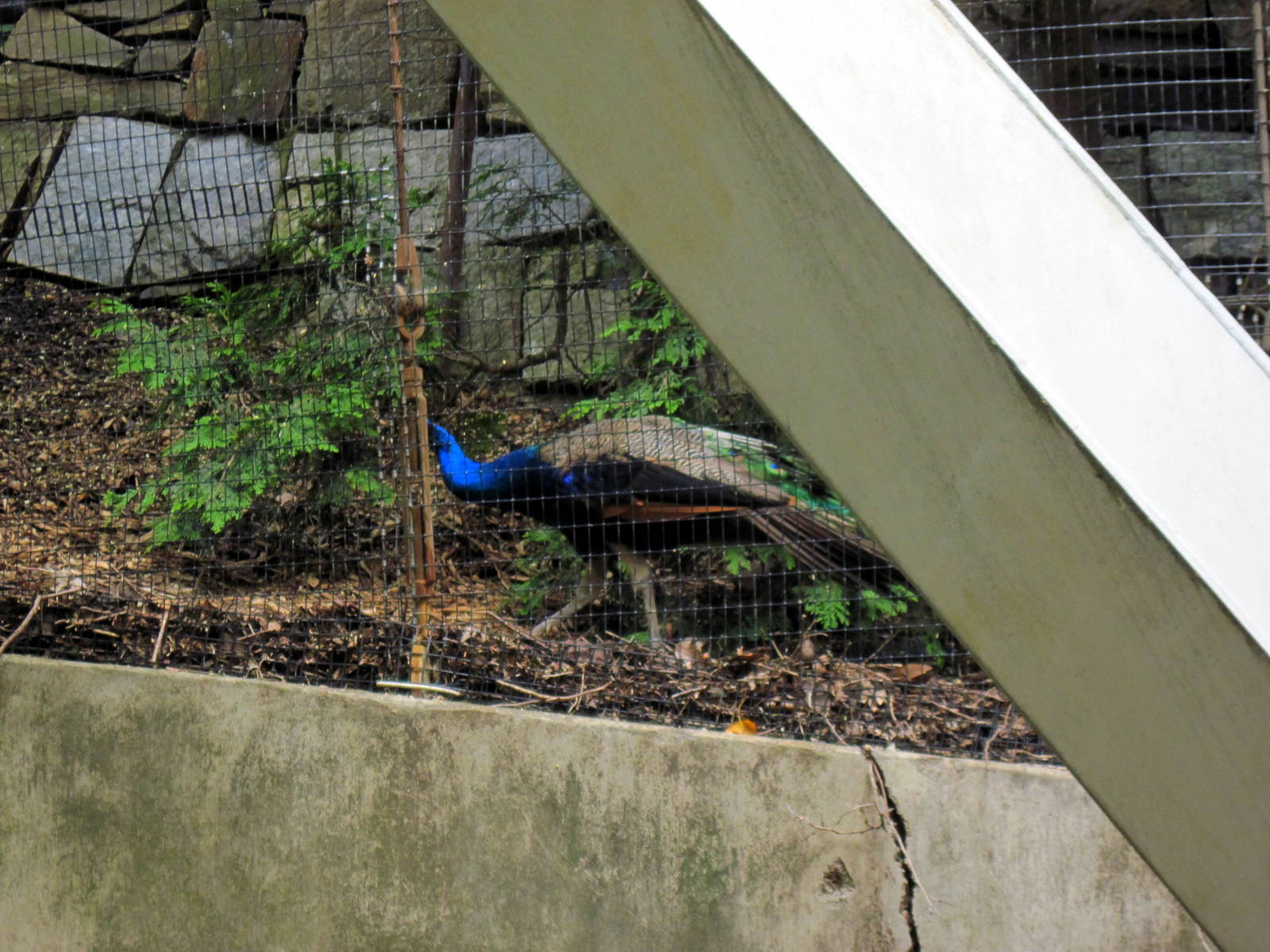 Bird House-Common Peafowl