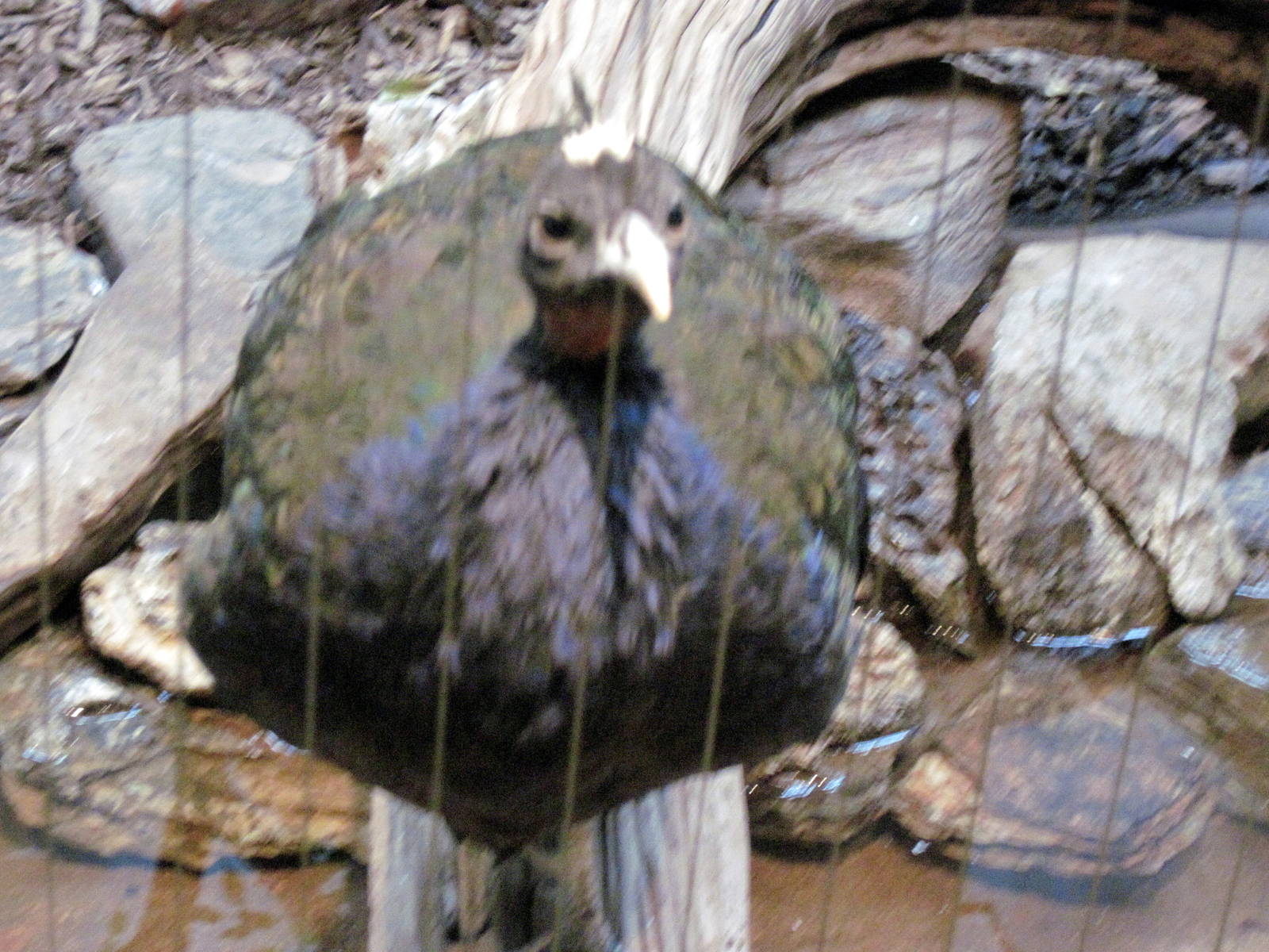 Bird House-Congo Peafowl